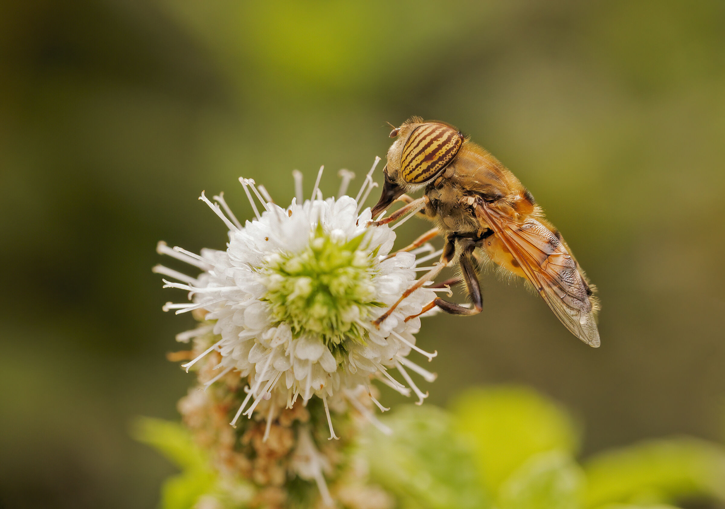 Eristalinus taeniops