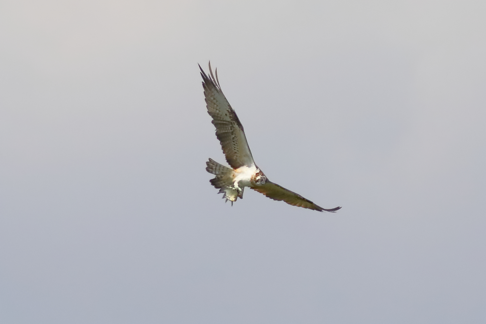 Osprey 01-09-2023