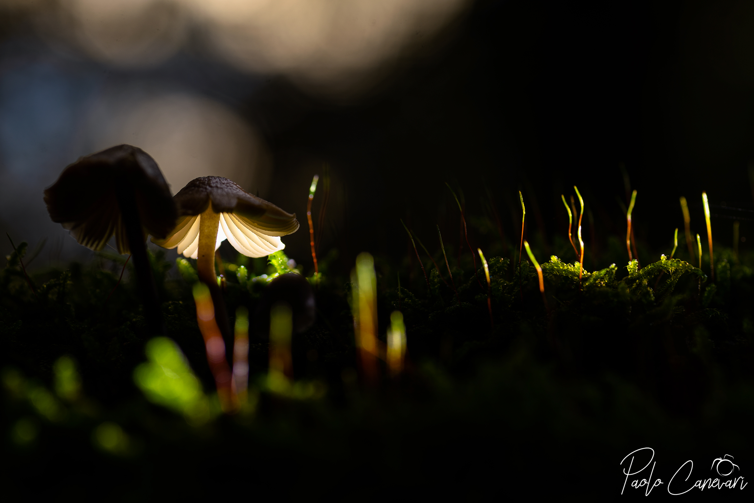 Magie del Sottobosco