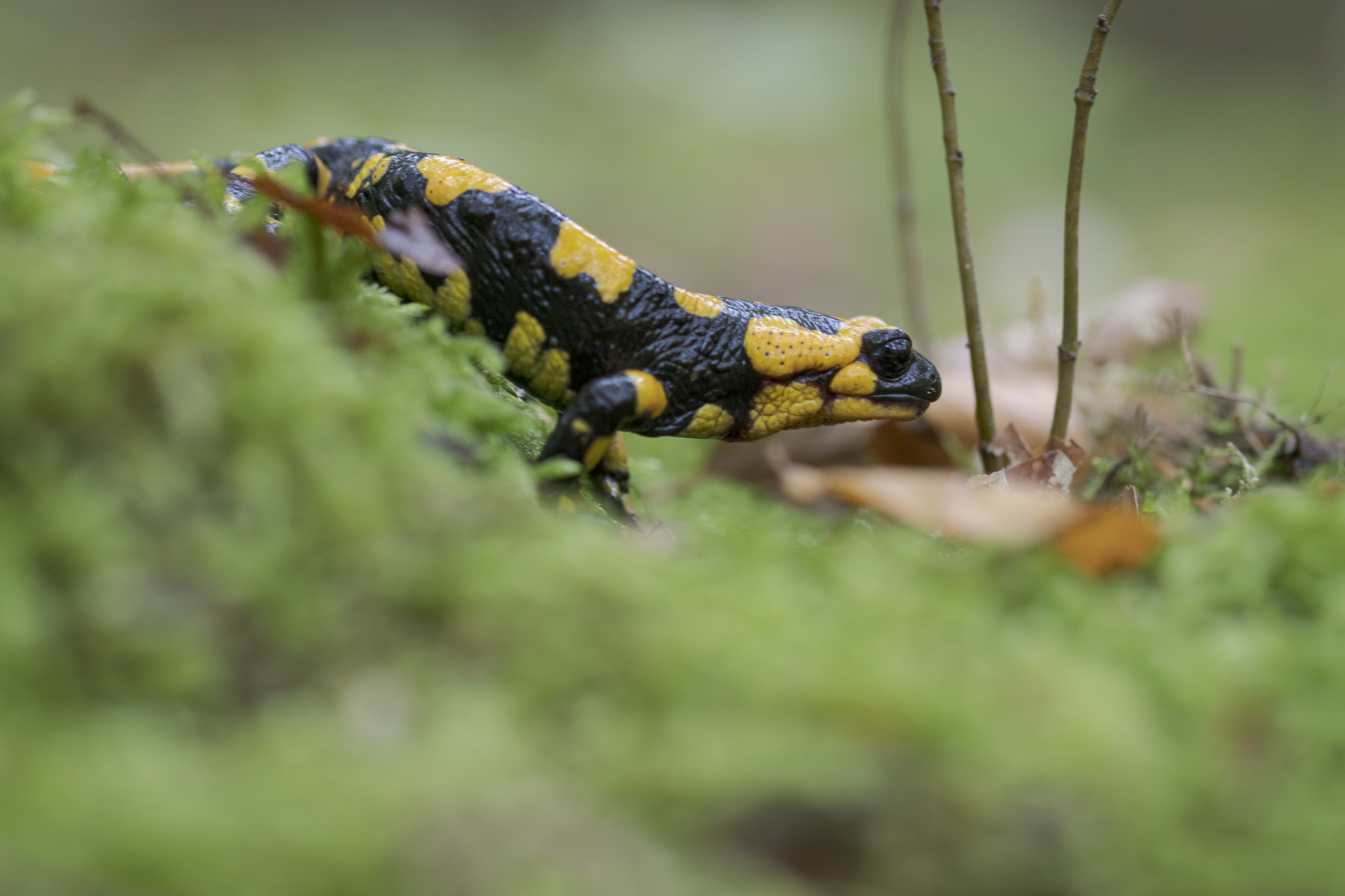 Salamandra appenninica