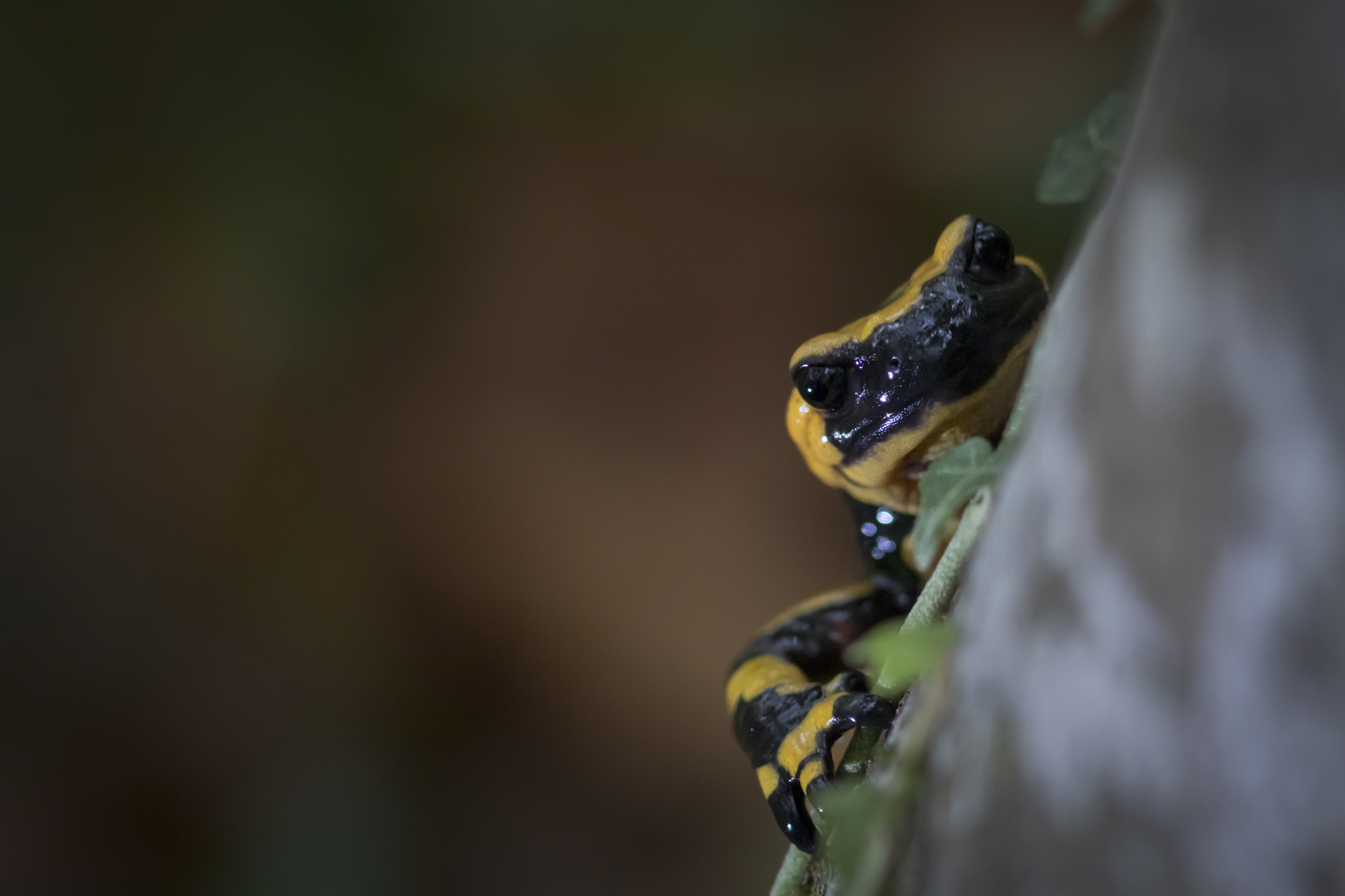 Salamandra appenninica 3