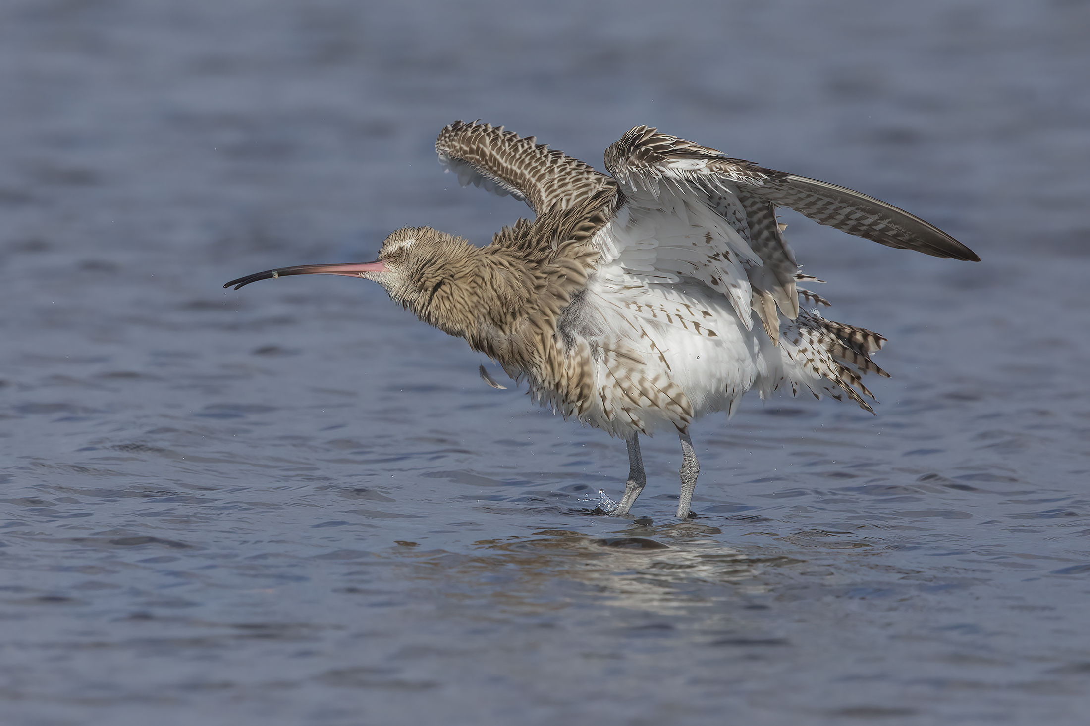 Curlew (Numenius arquata)
