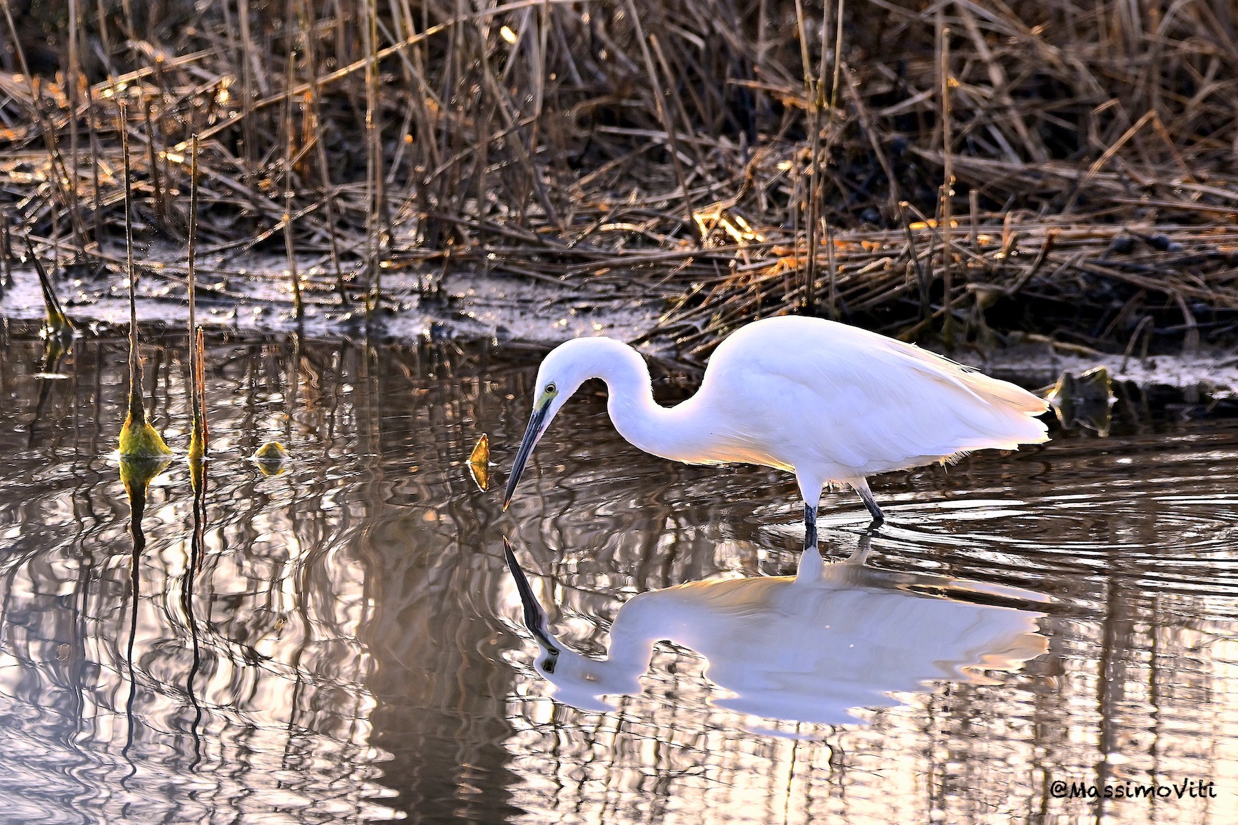 Garzetta riflessa, alle prime luci dell'alba
