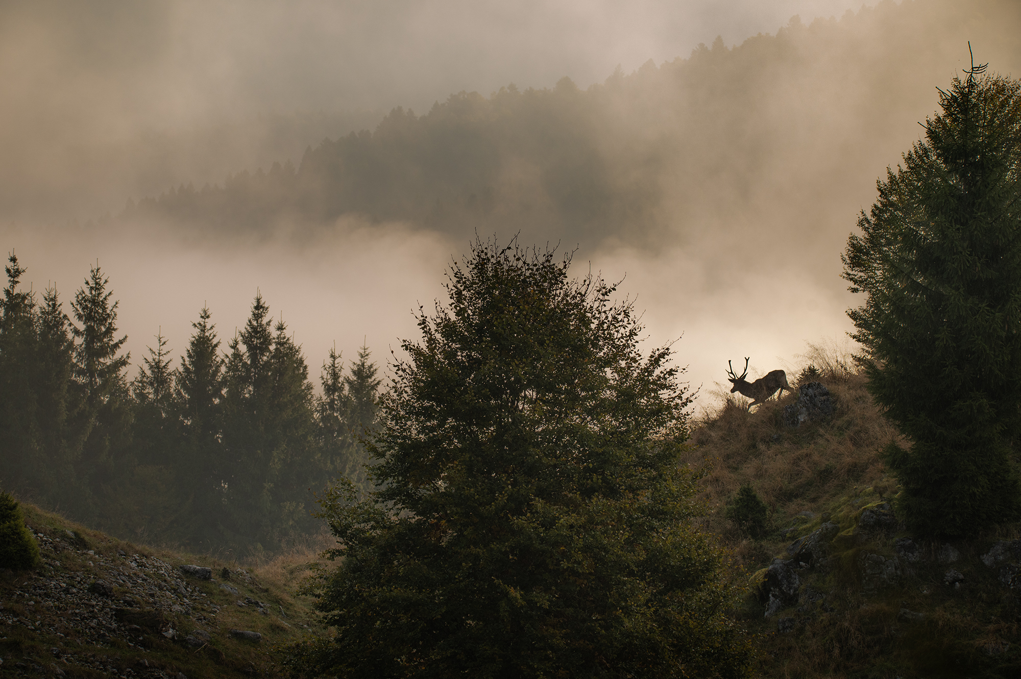 Bosco del Cansiglio, 2023