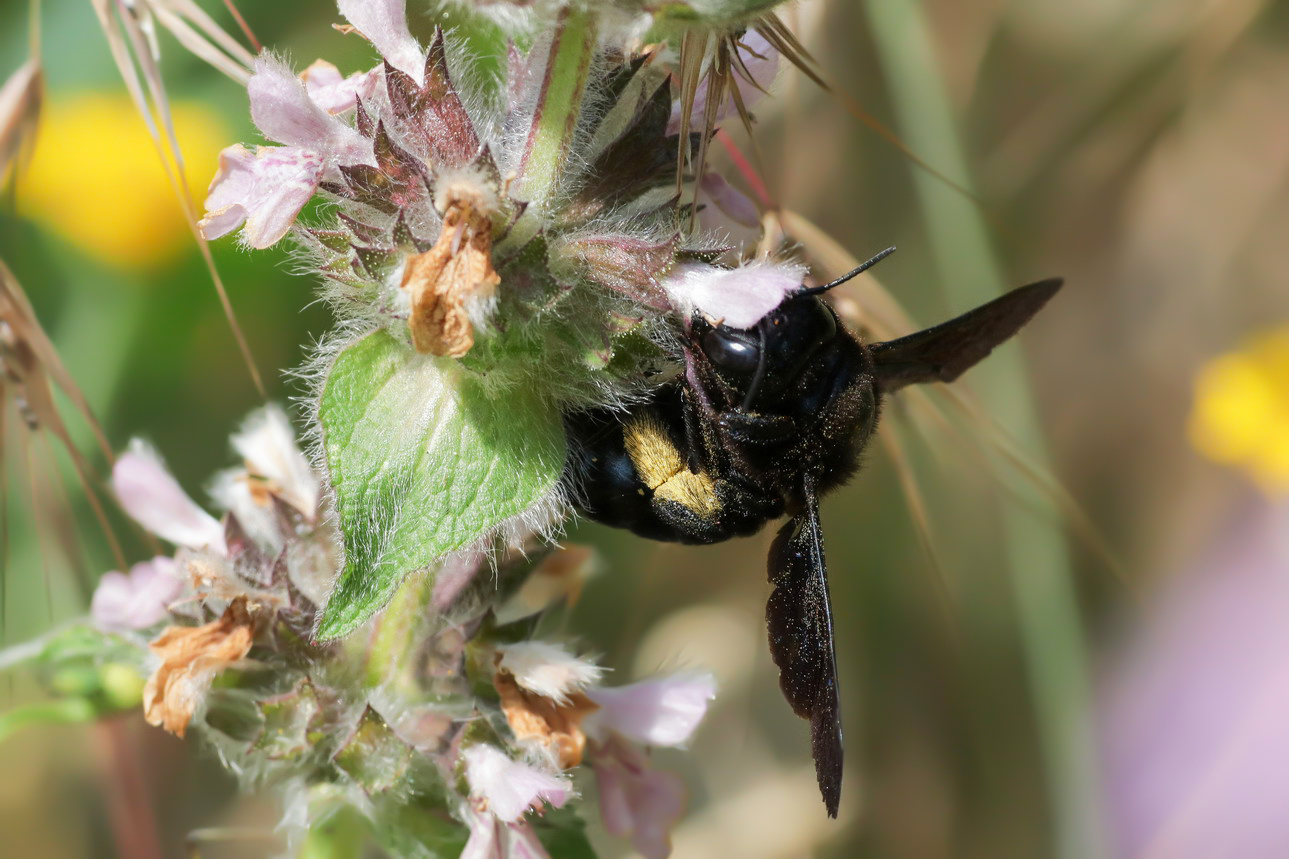 Xylocopa violacea