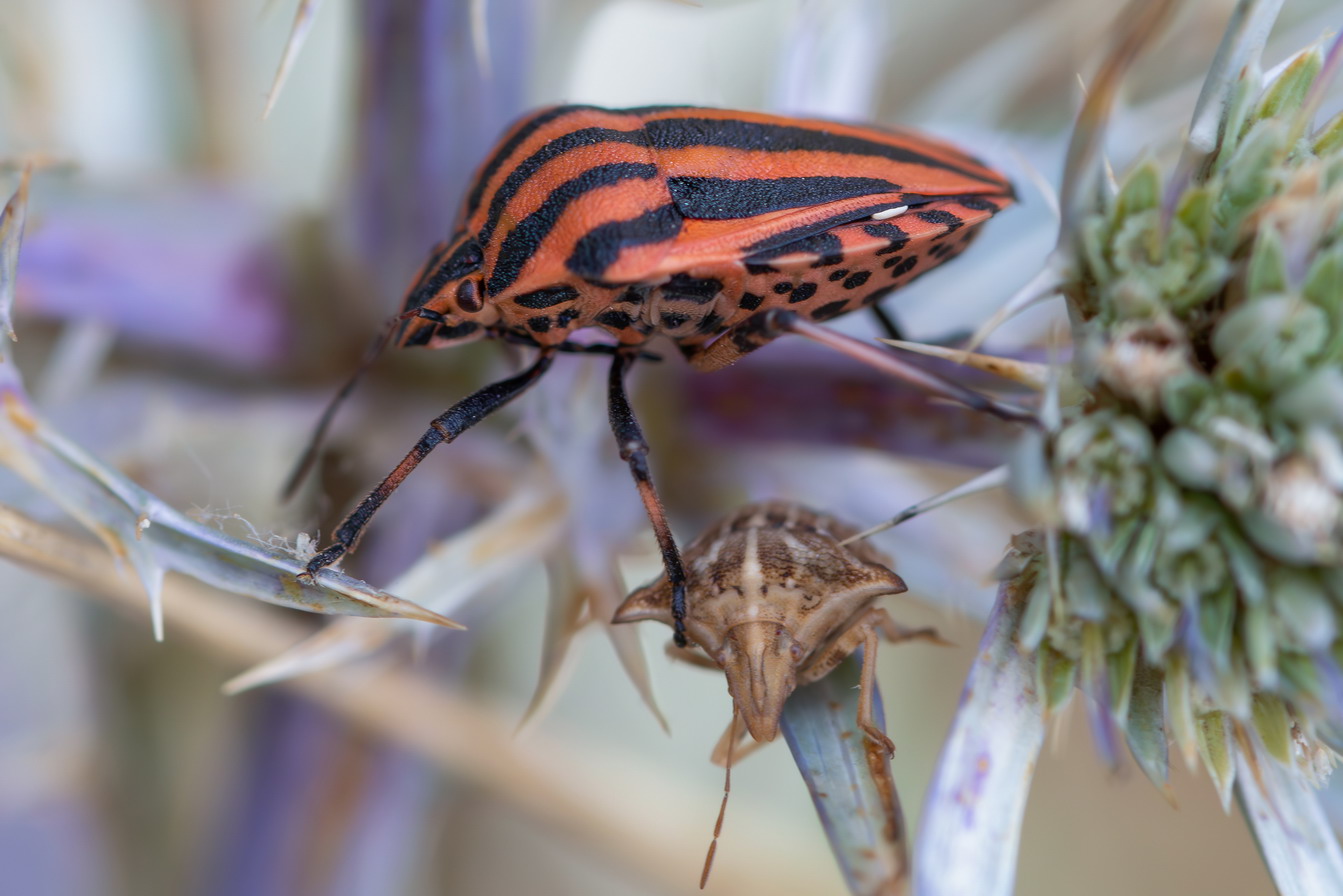 Graphosoma lineatum italicum