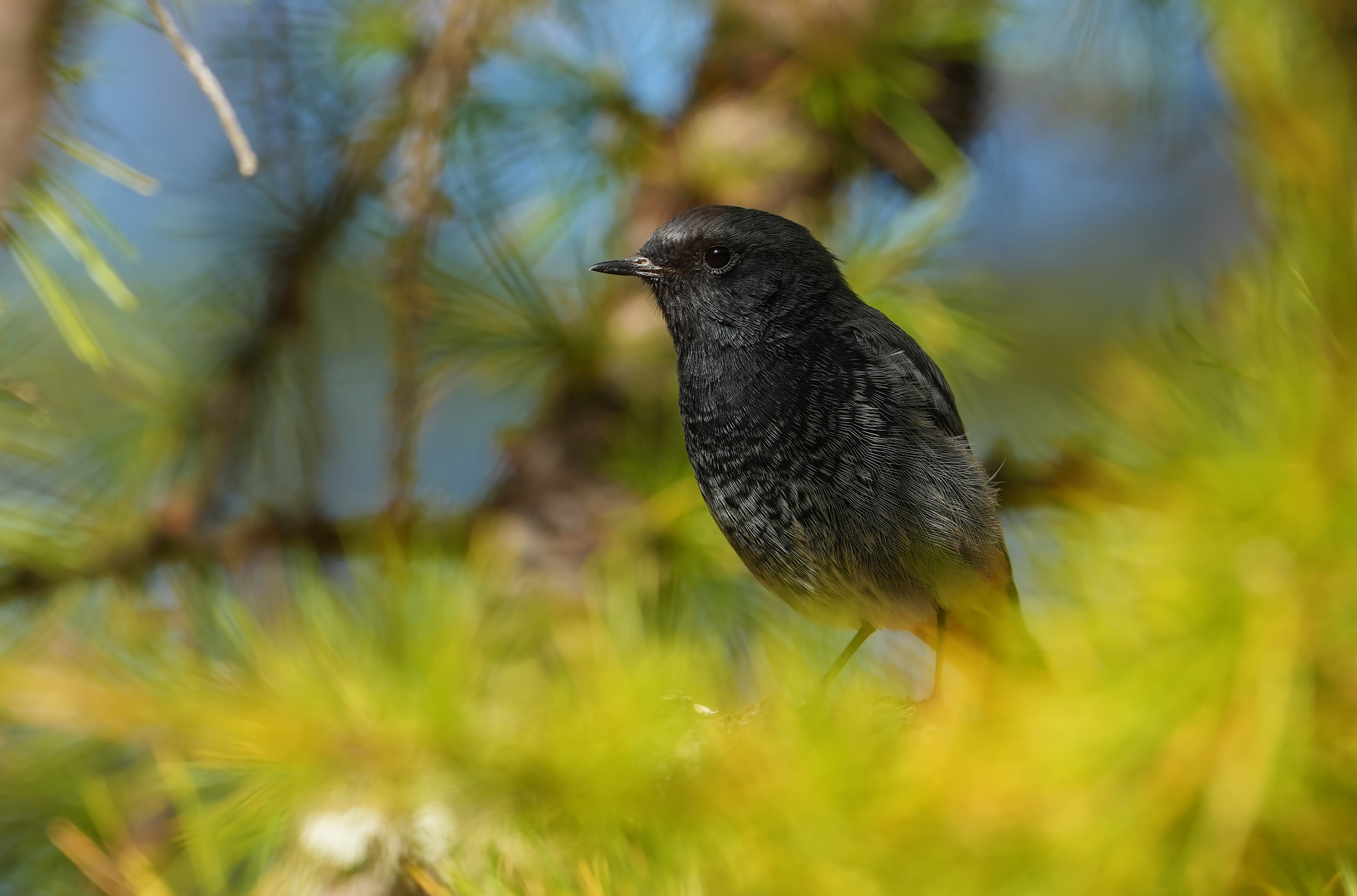 codirosso spazzacamino