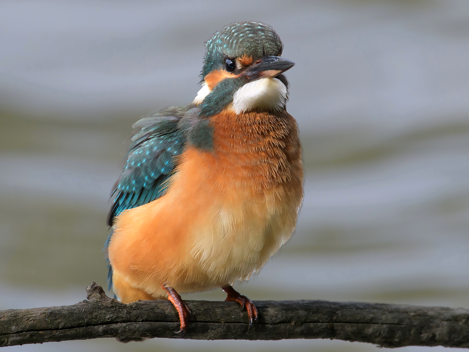 Kingfisher.