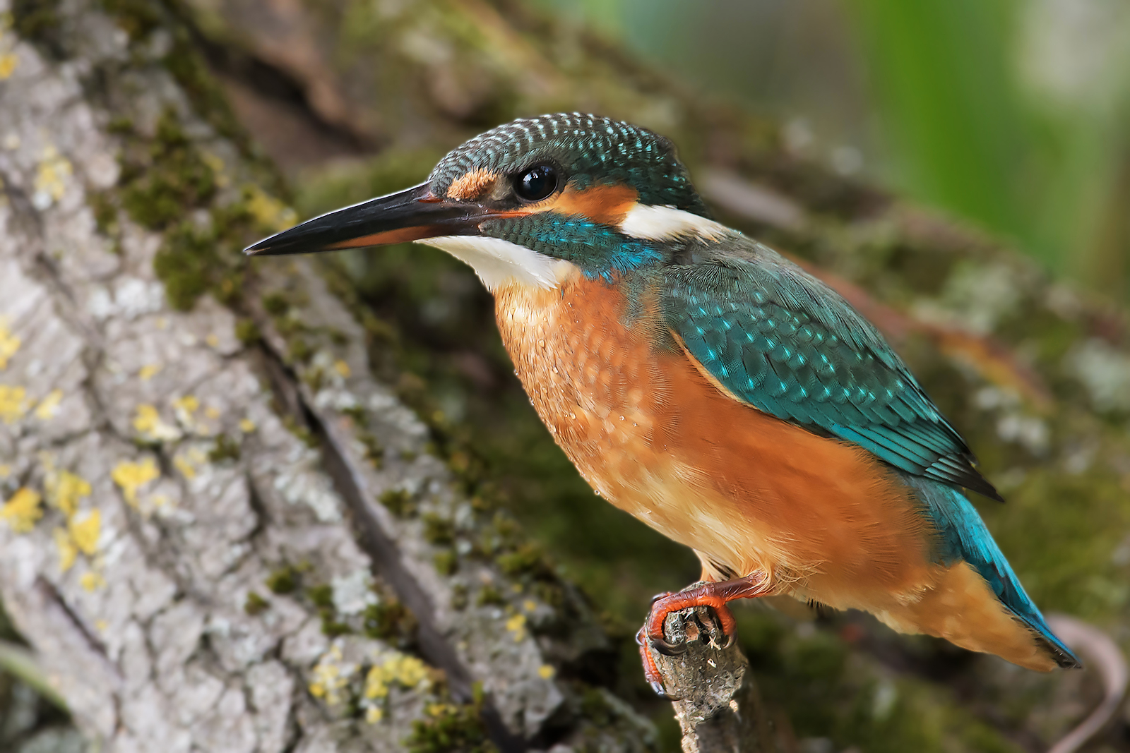 Kingfisher.