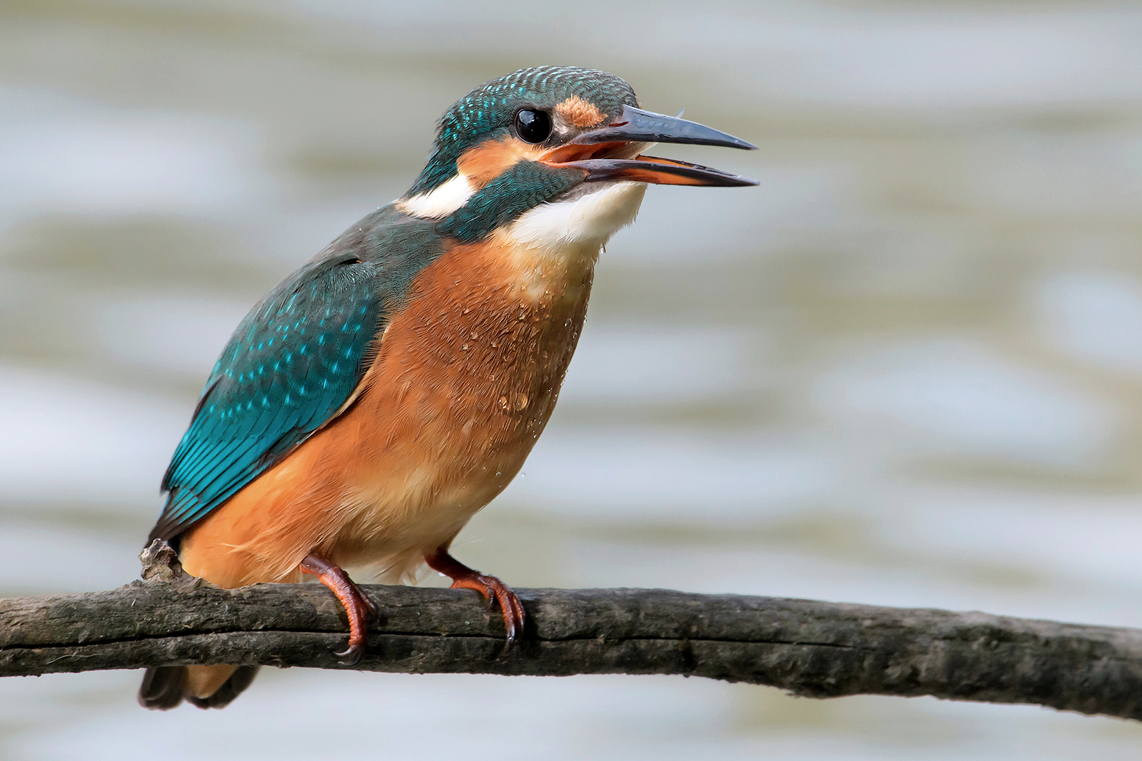 Kingfisher.