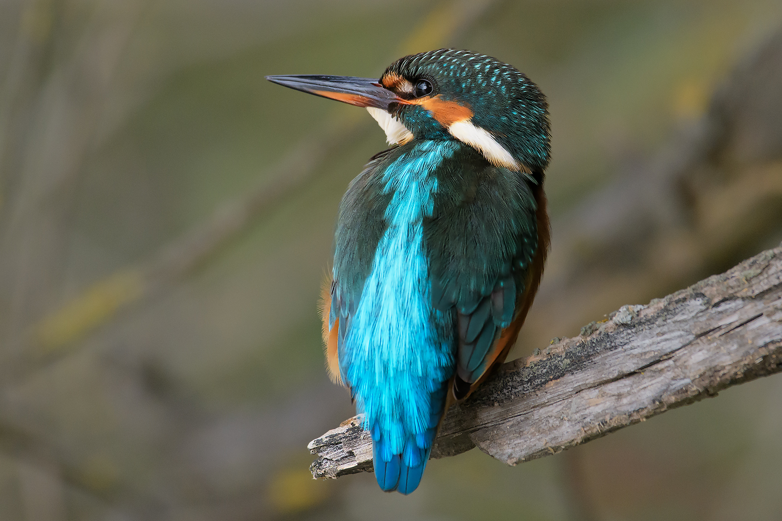 Kingfisher.