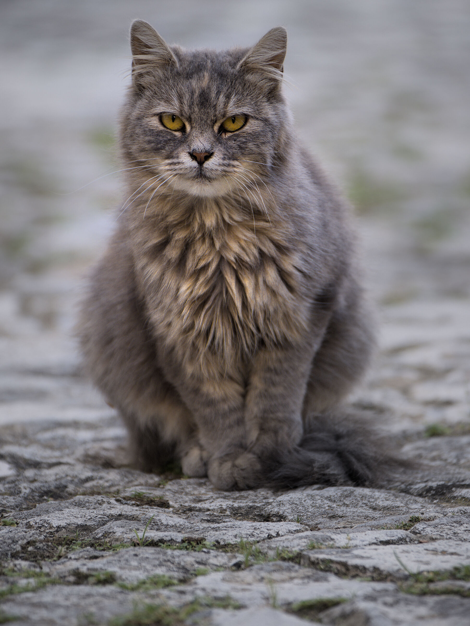 Il Ras del quartiere