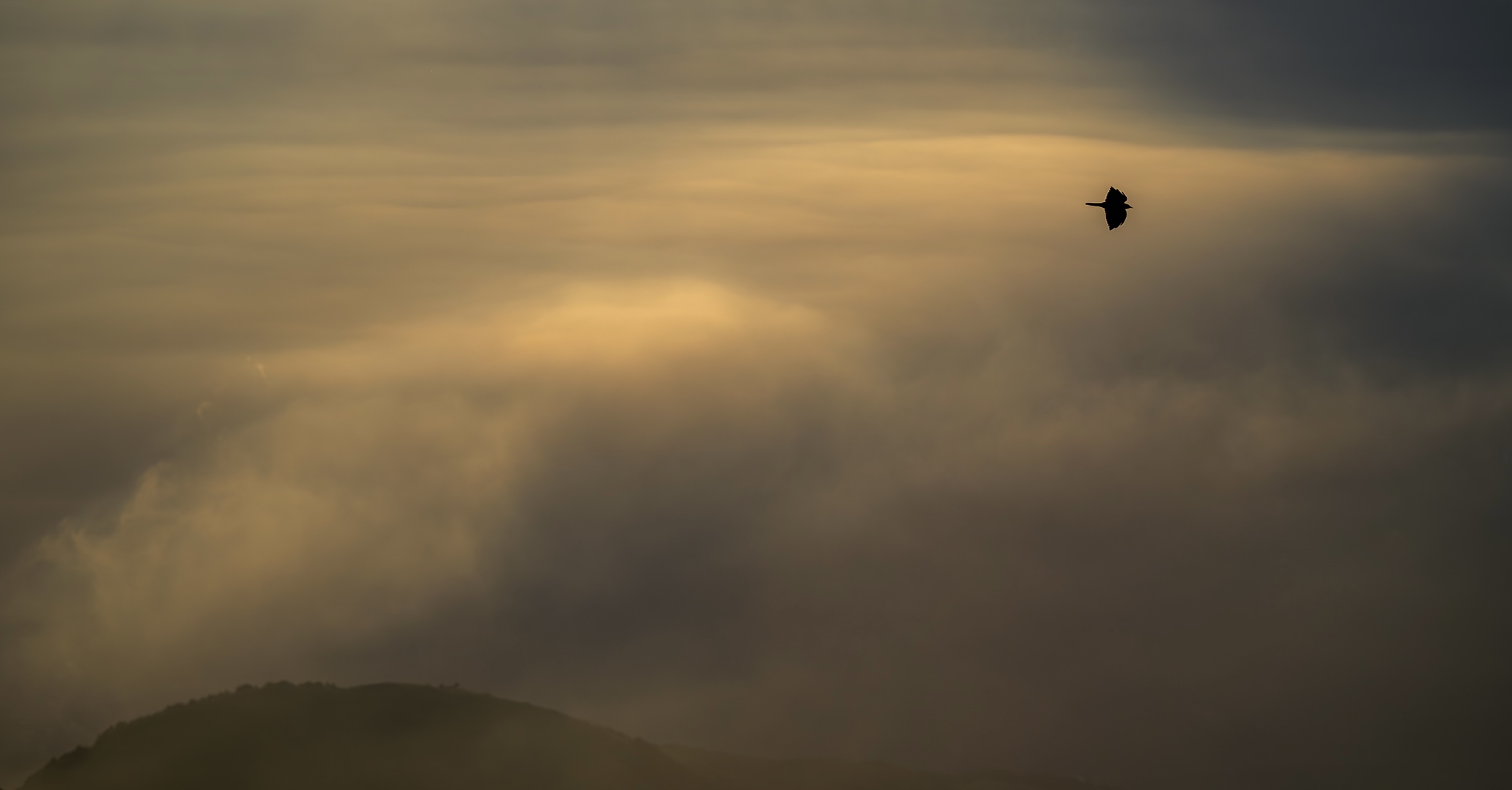Golden Hour in Flight