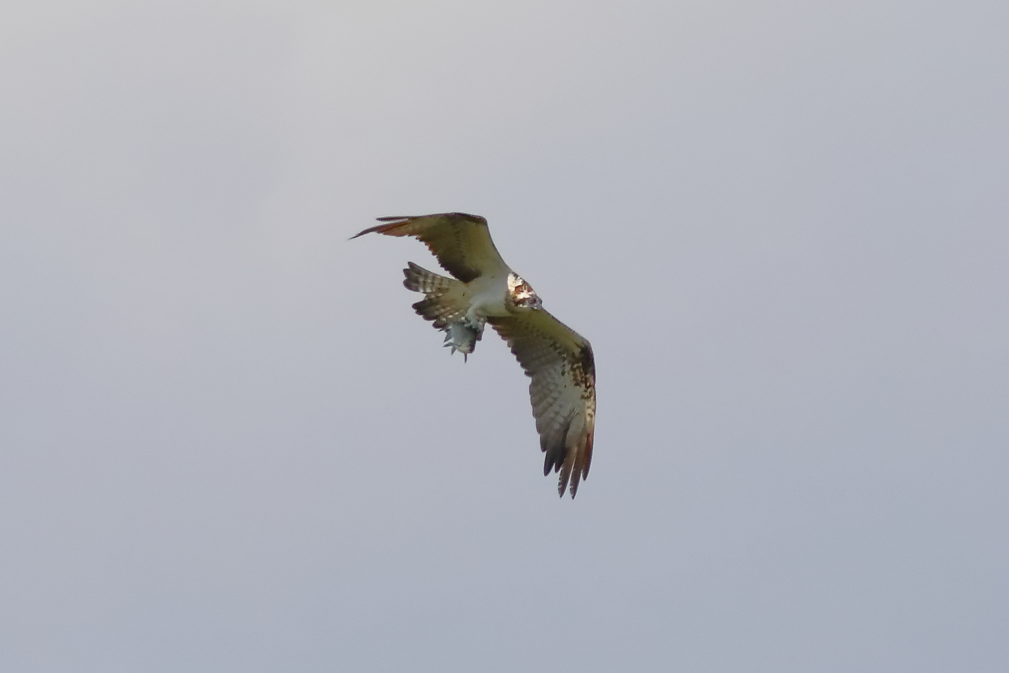 Osprey 01-09-2023