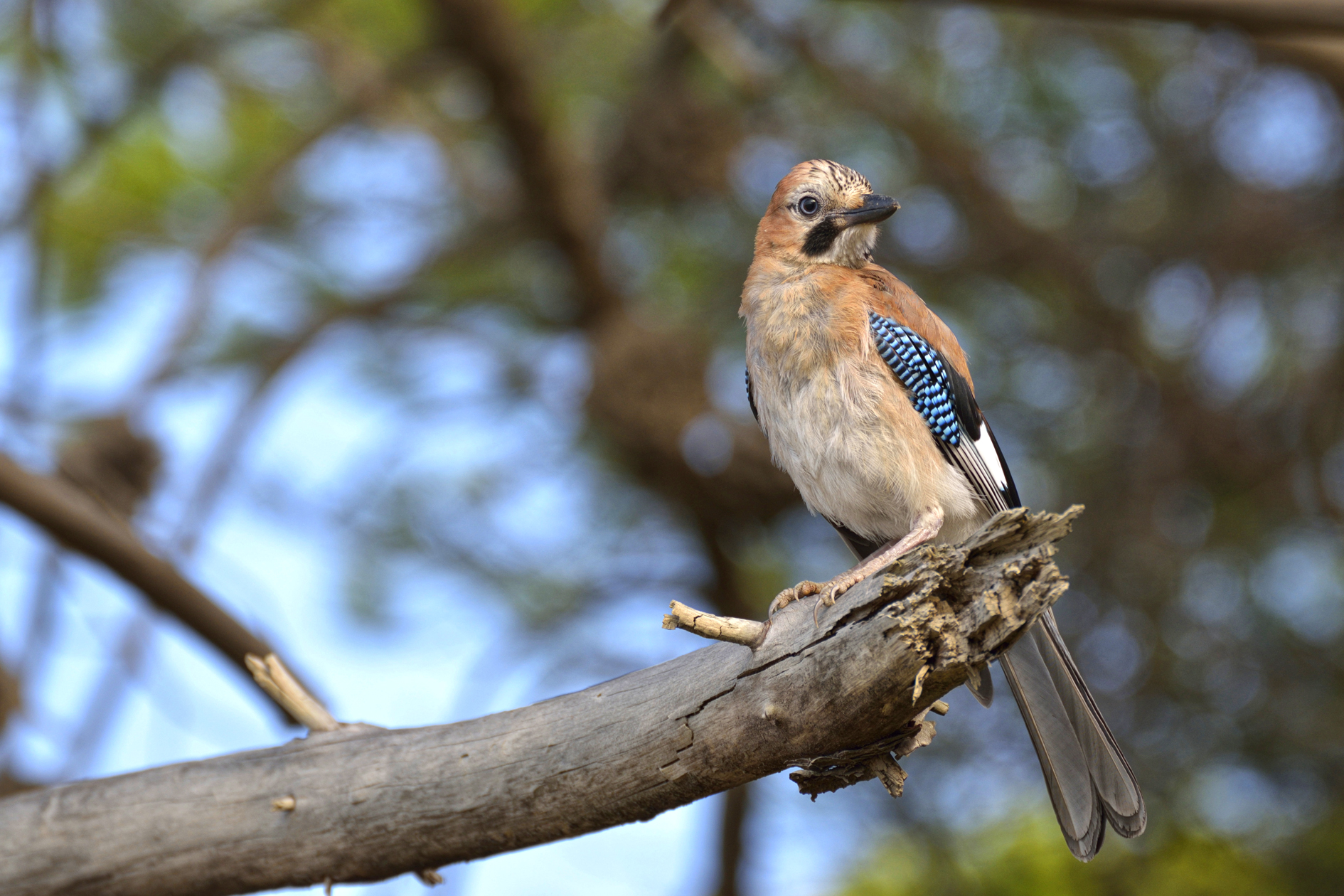Jay 3