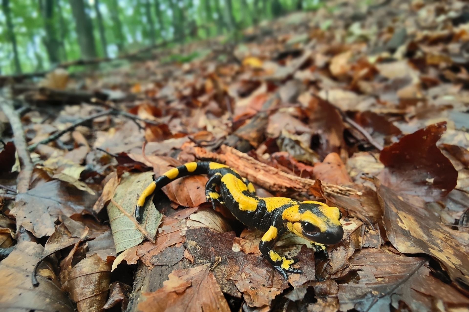 Salamandra pezzata.
