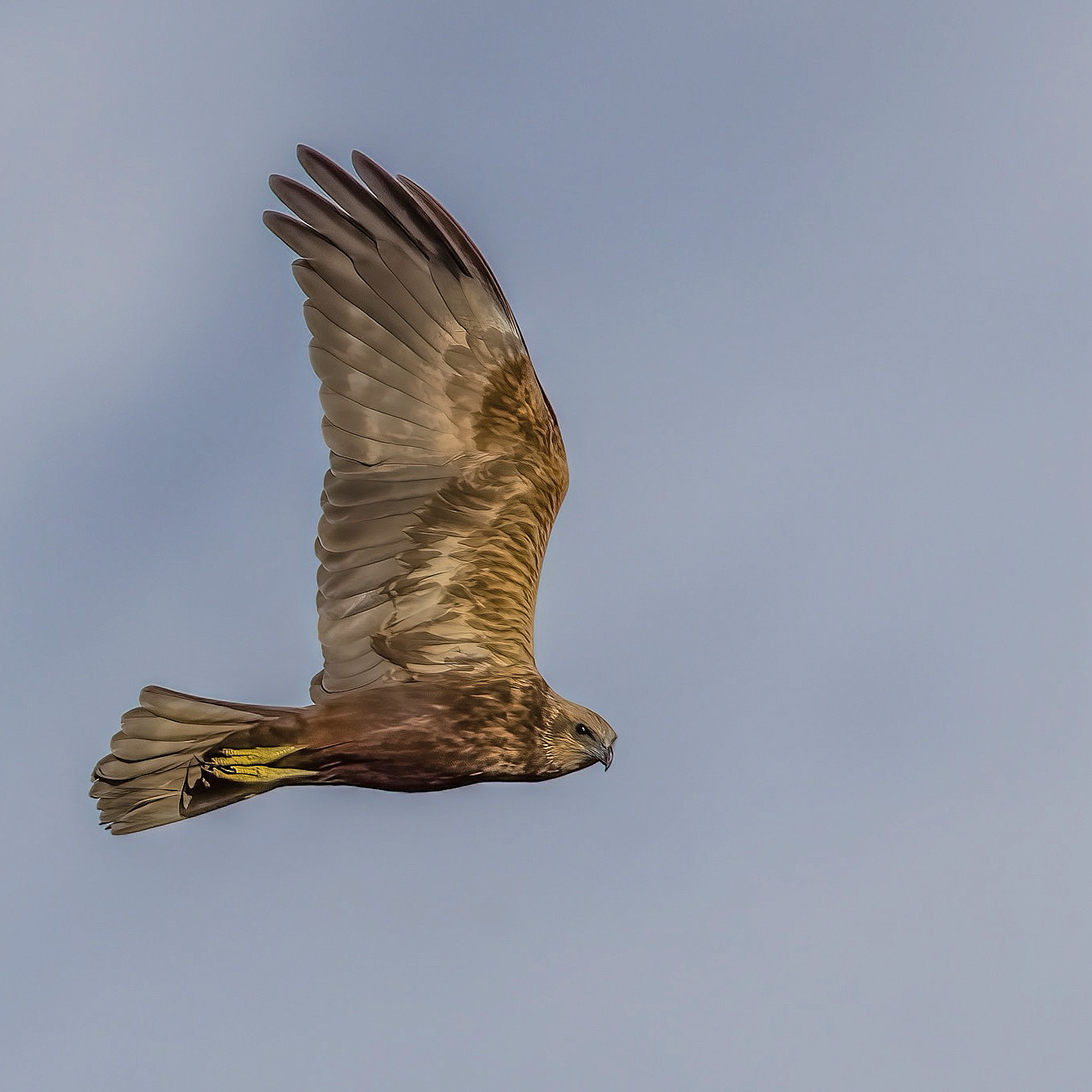 Marsh Harrier