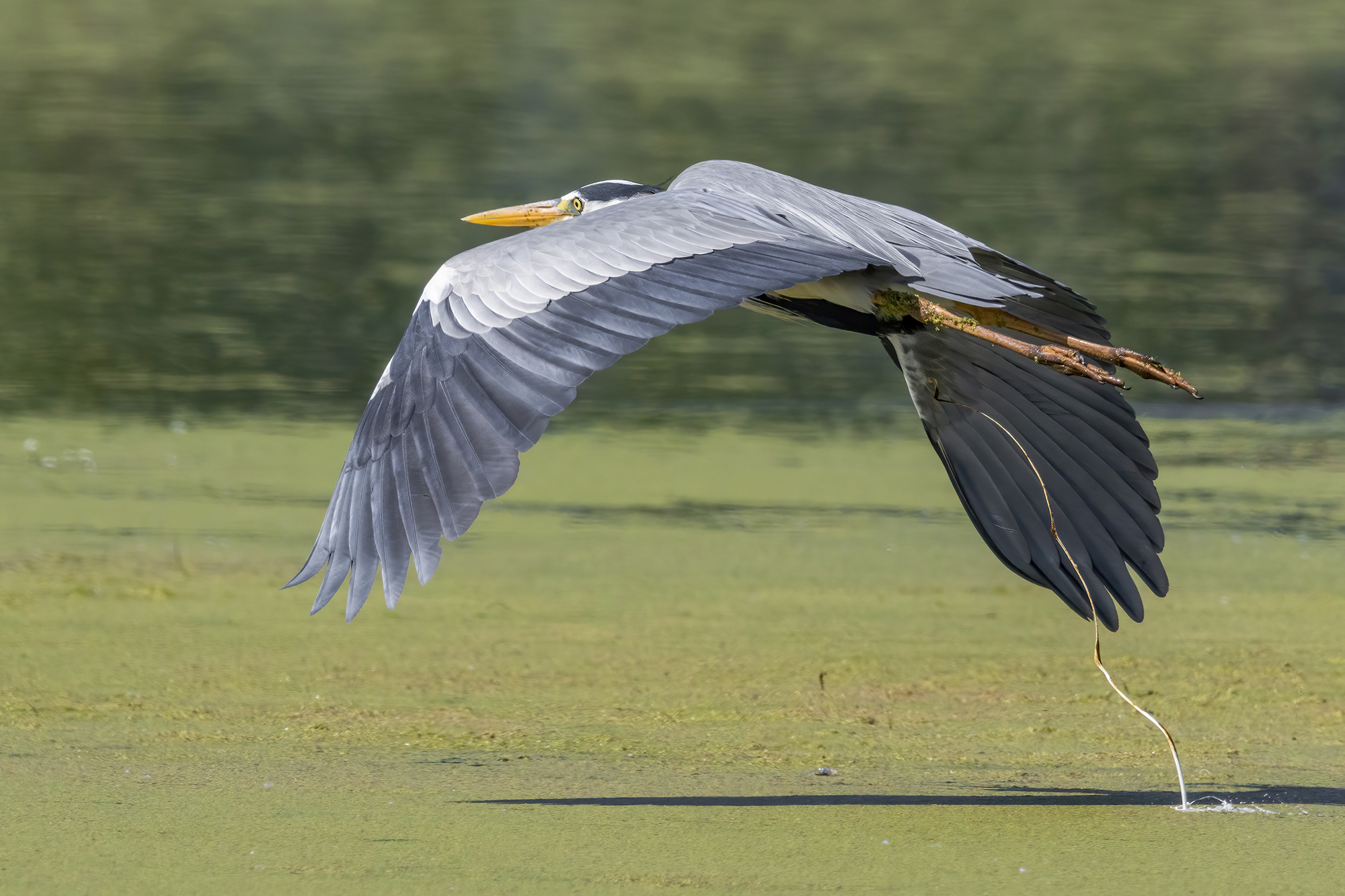 Grey heron