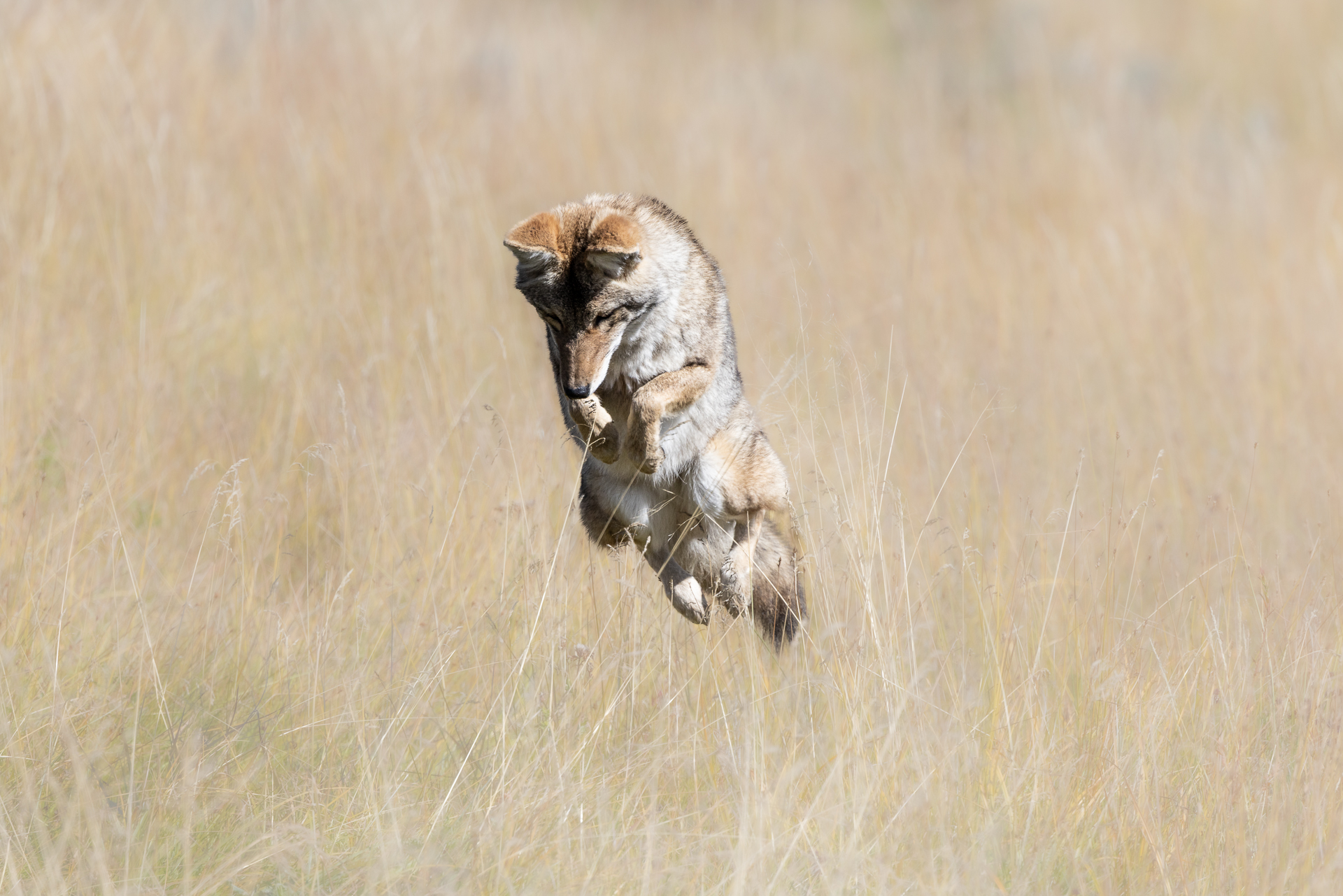 La caccia del coyote