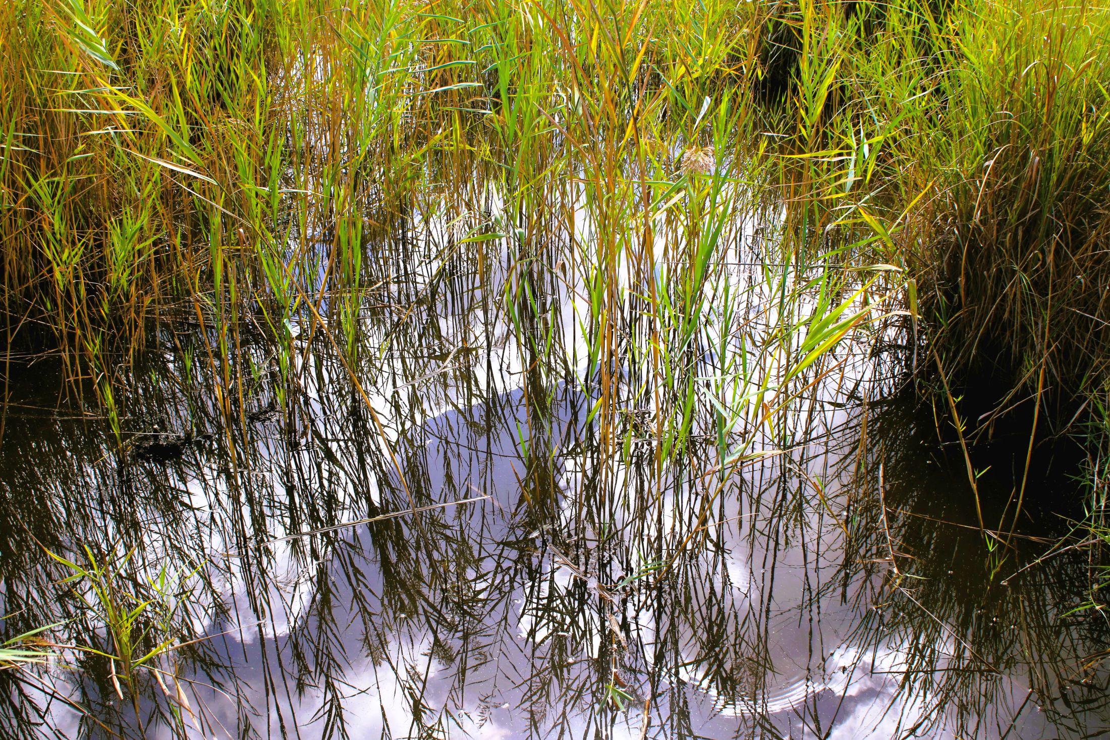 I riflessi del lago