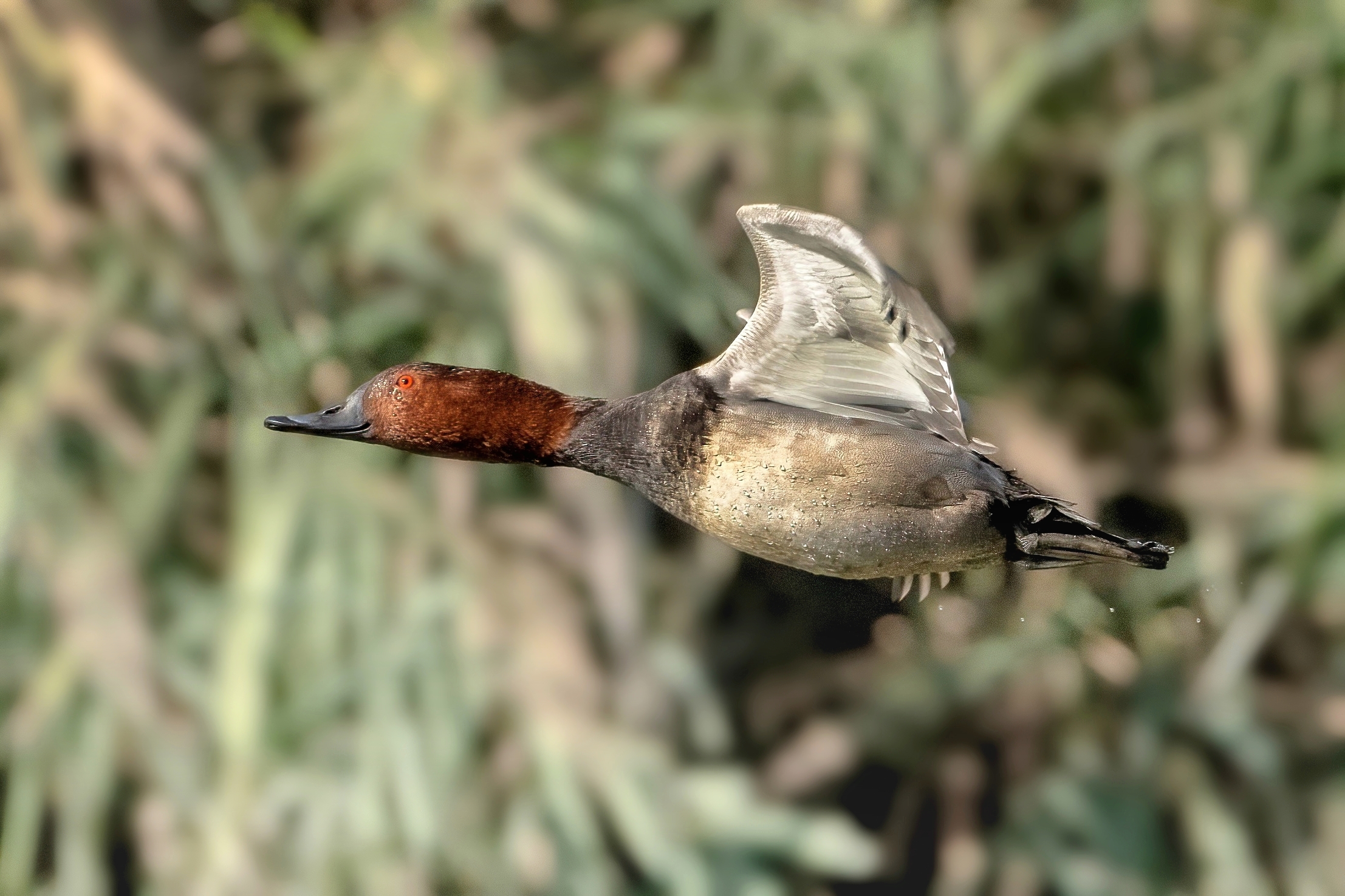 Common pochard