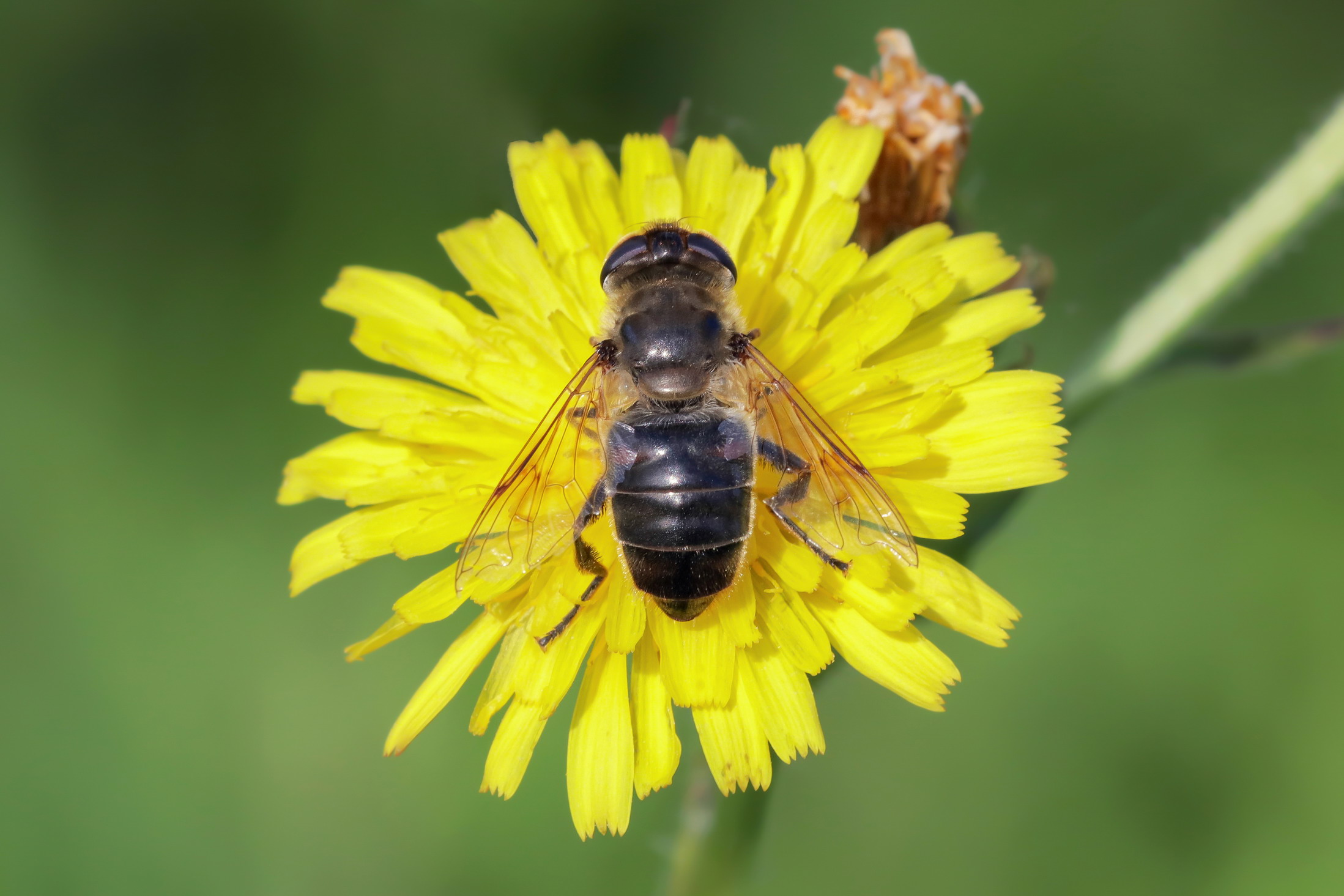 Eristalis sp.