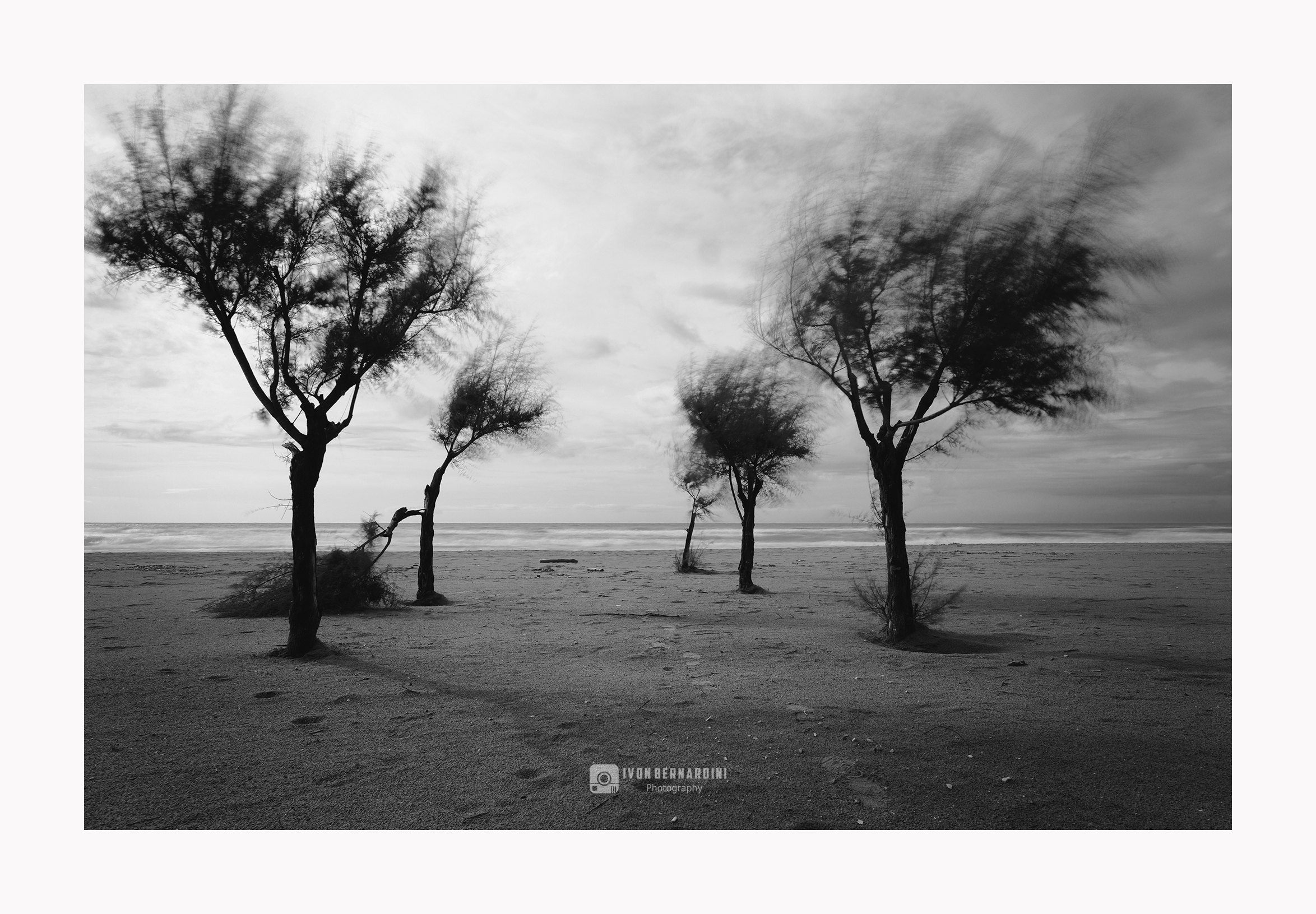 The solitude of the trees finds comfort in the sea