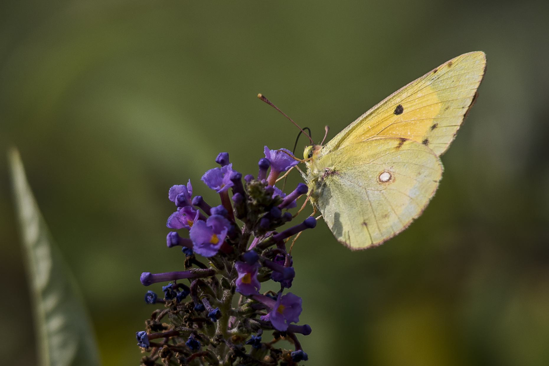 Colias crocea