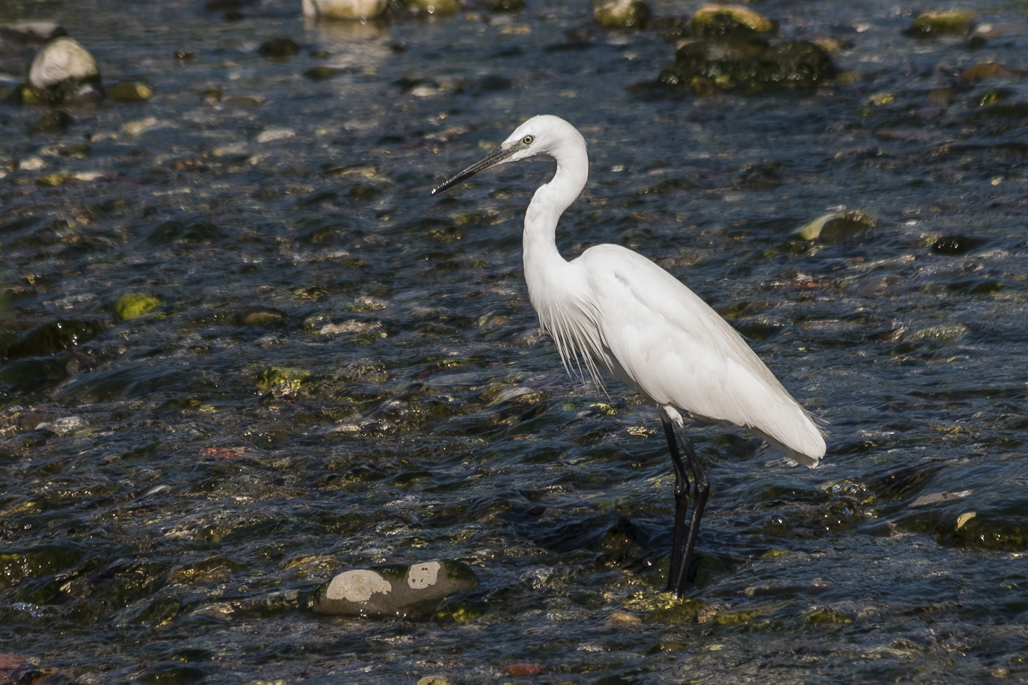Egret