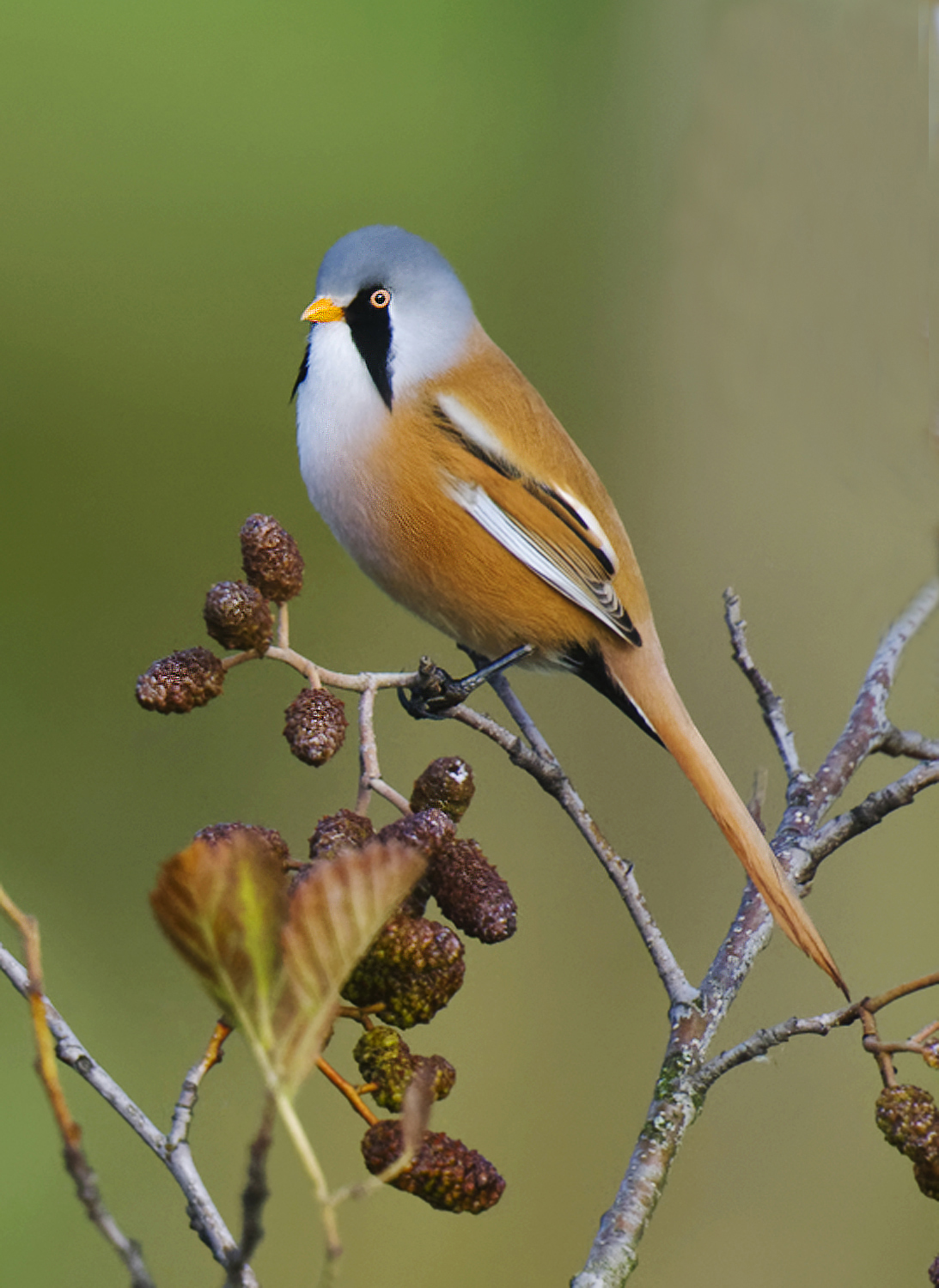 Bearded Tit