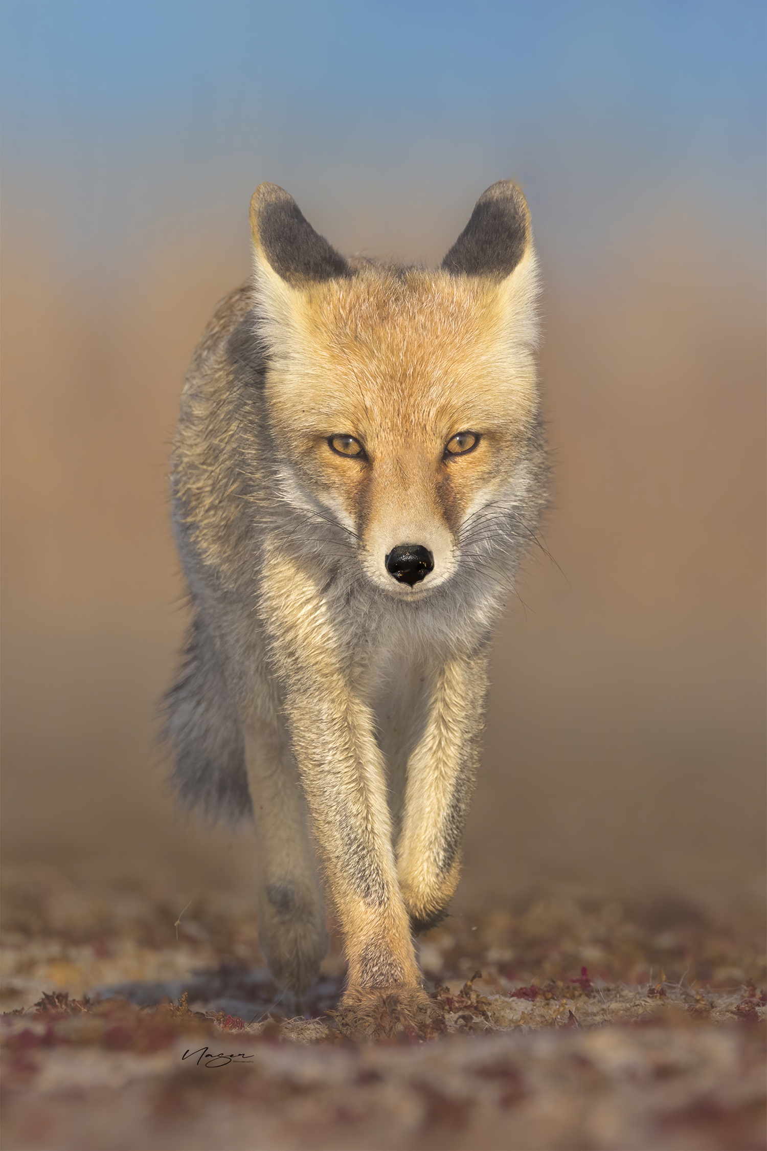fox