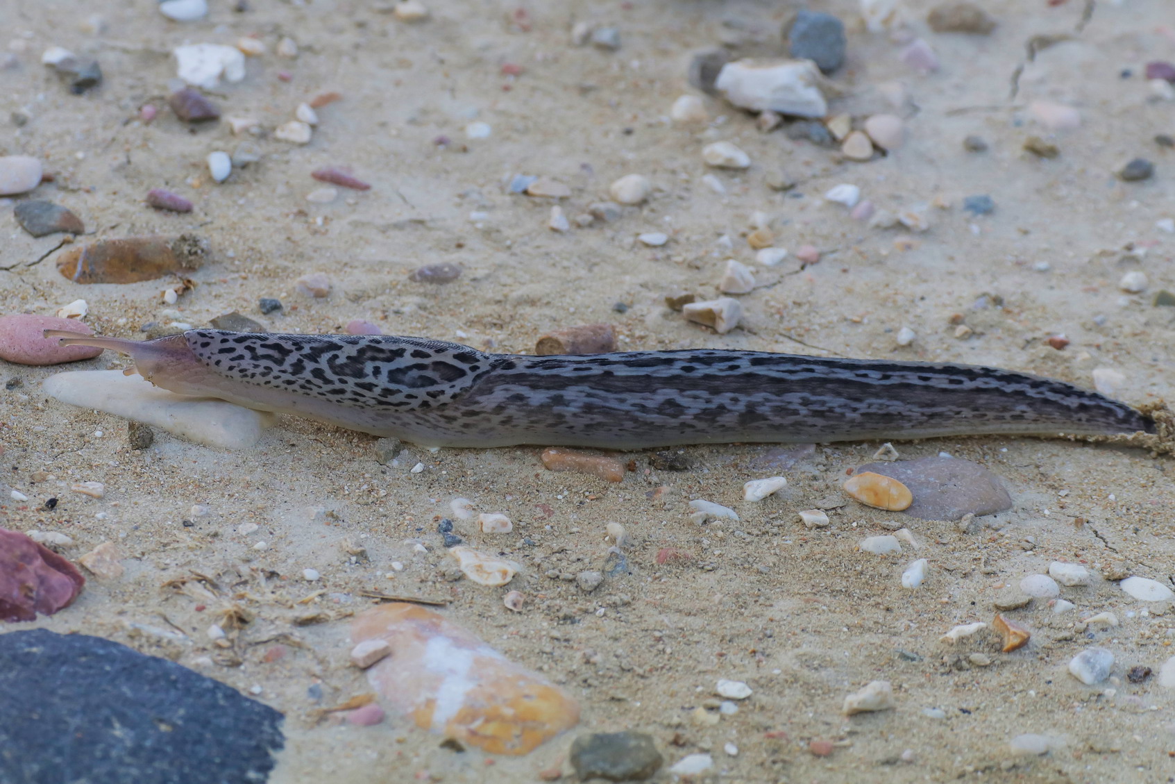 Limax maximus