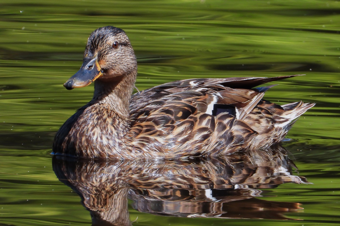 Female mallard