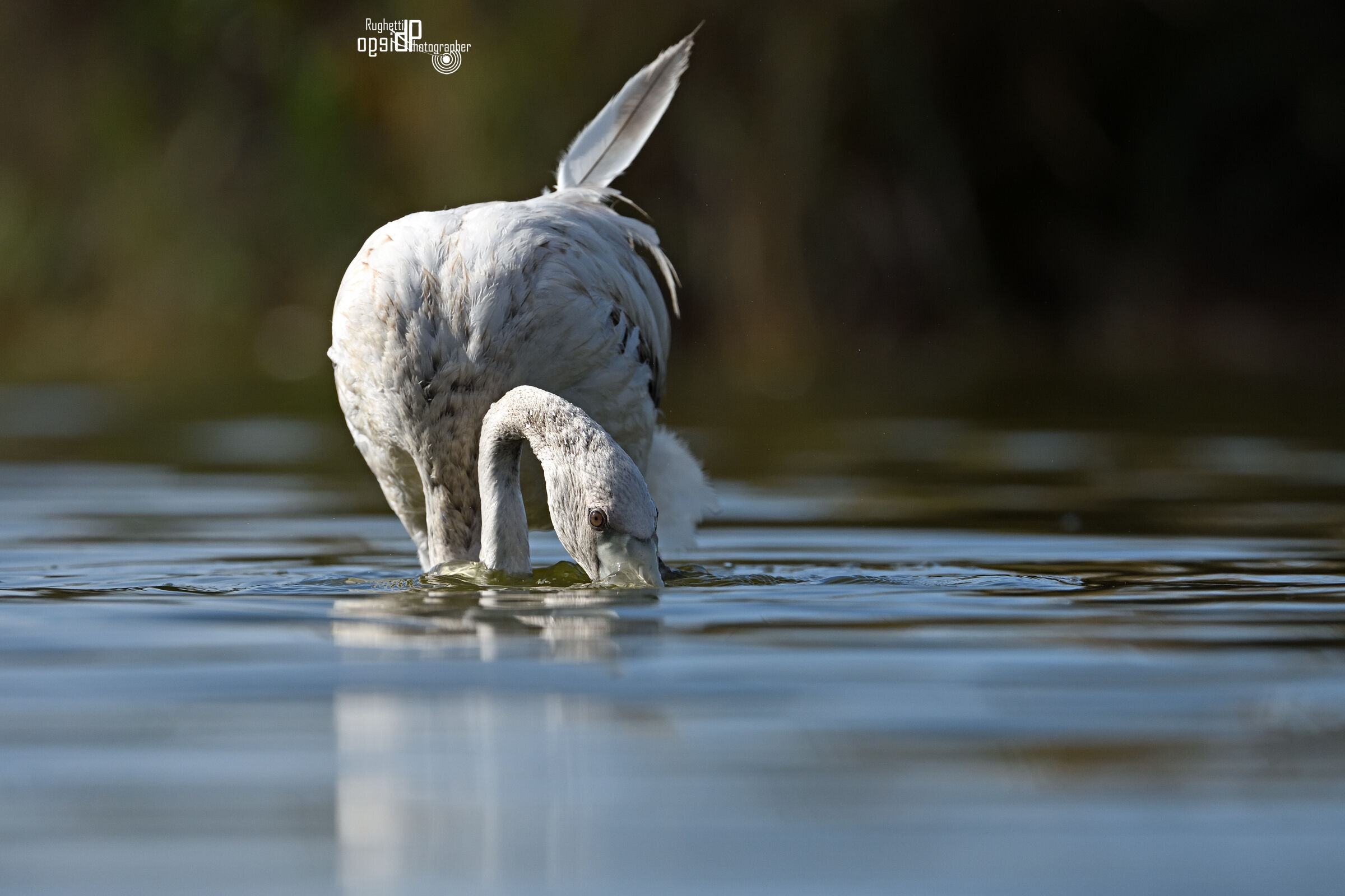 Young flamingo