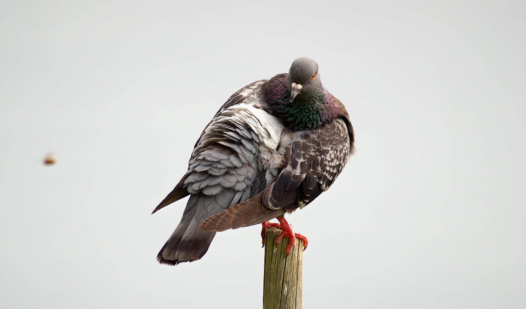 Pussa via moscone!!!