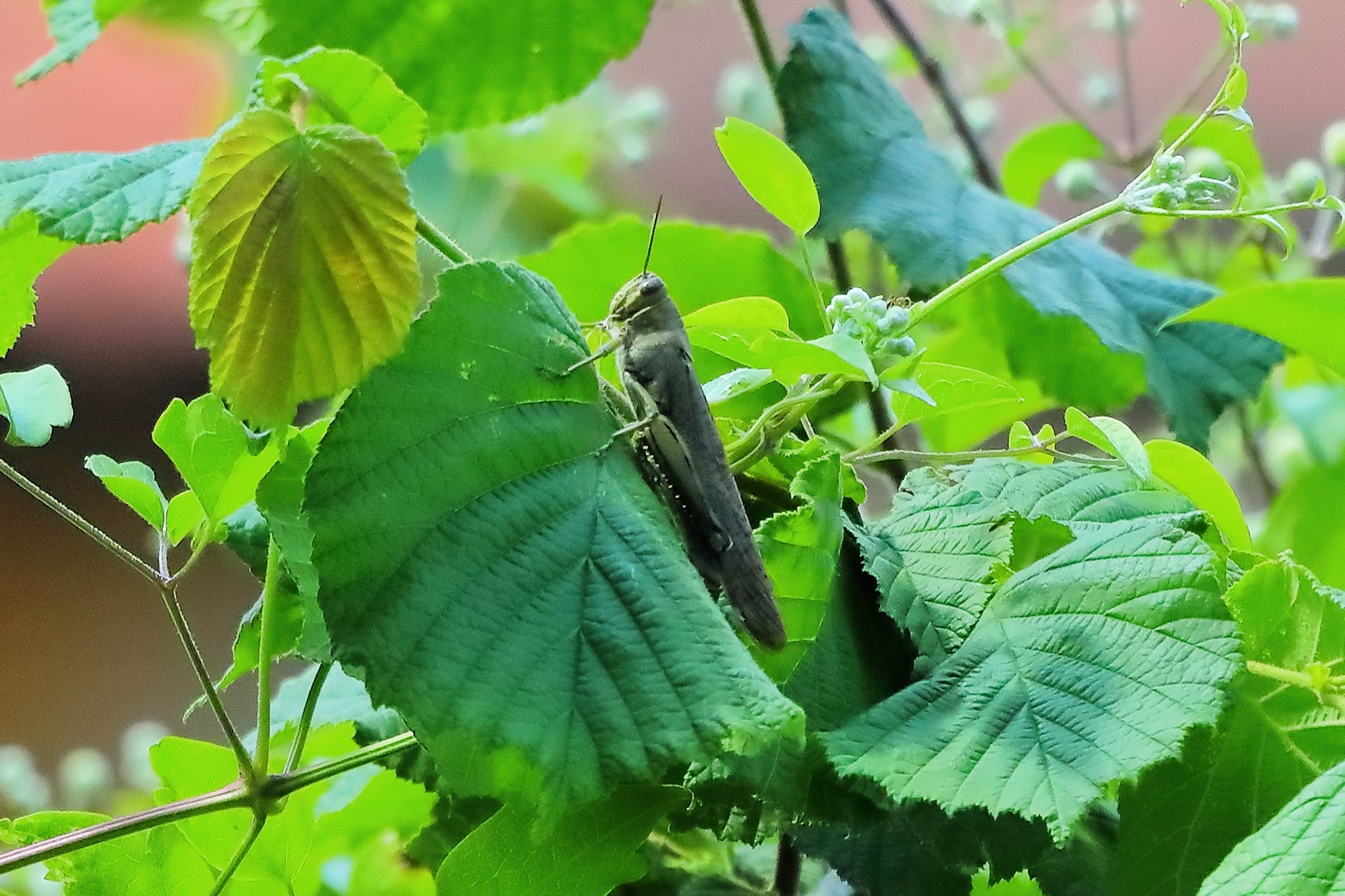 Grasshopper 07-06-2023