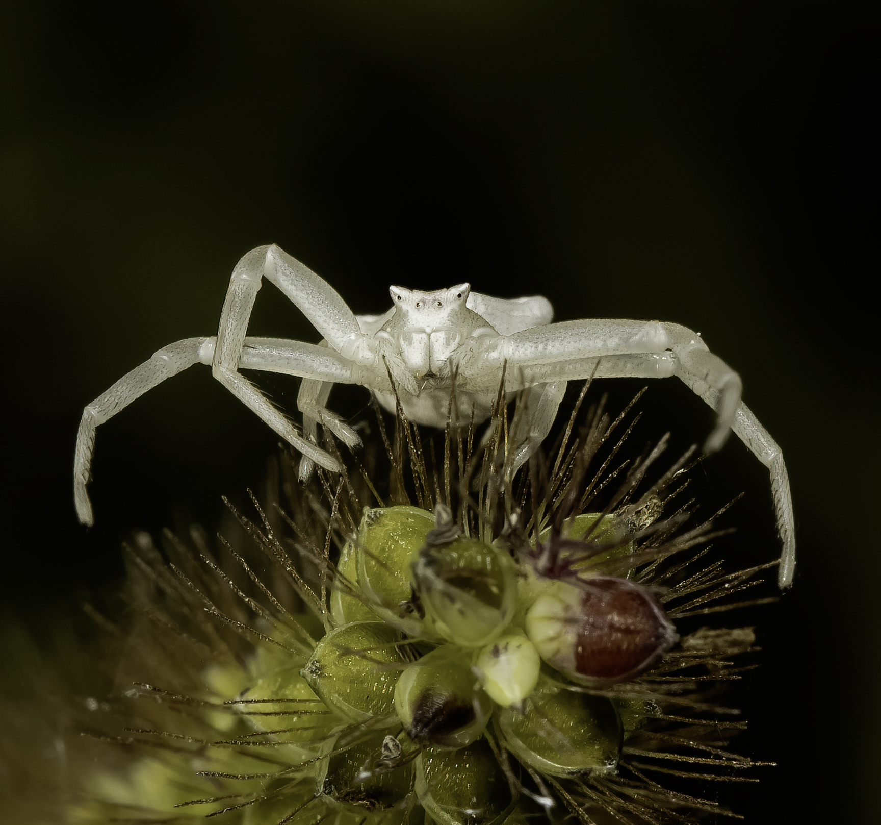 Ragno granchio bianco