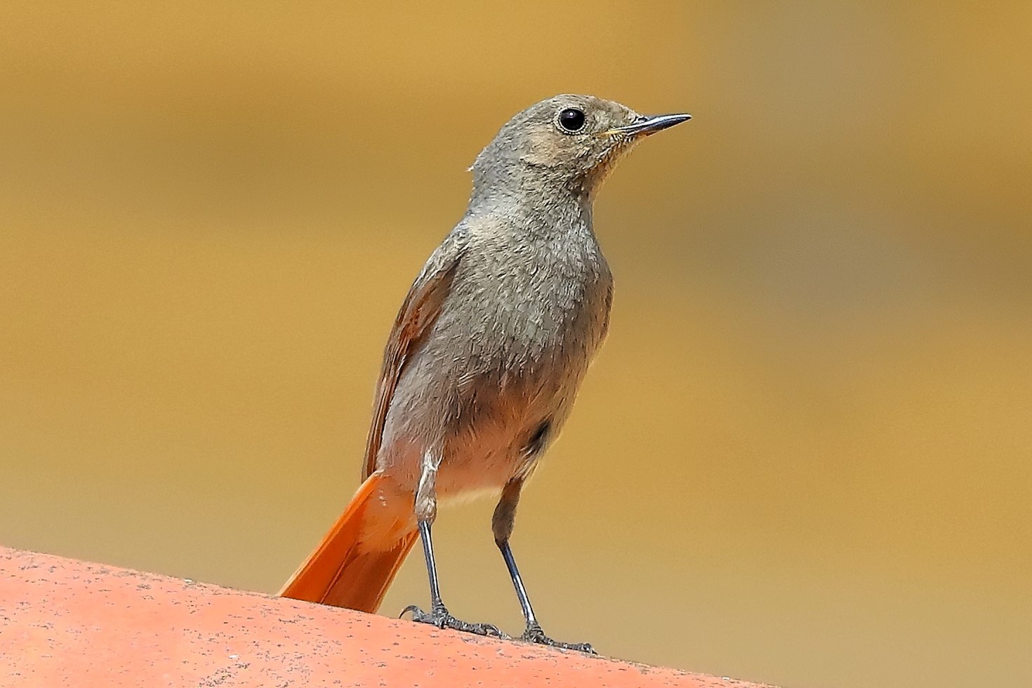 Redstart 01-06-2023