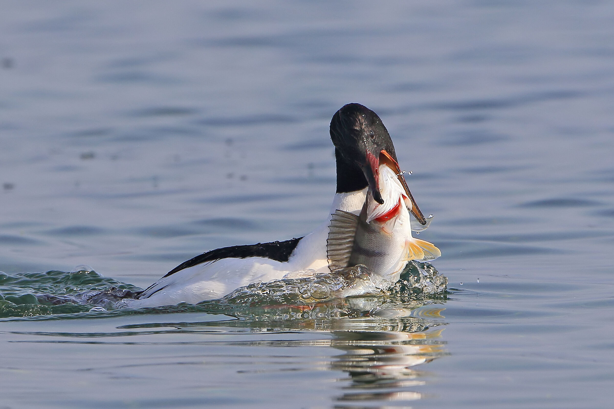 Merganser with perch.