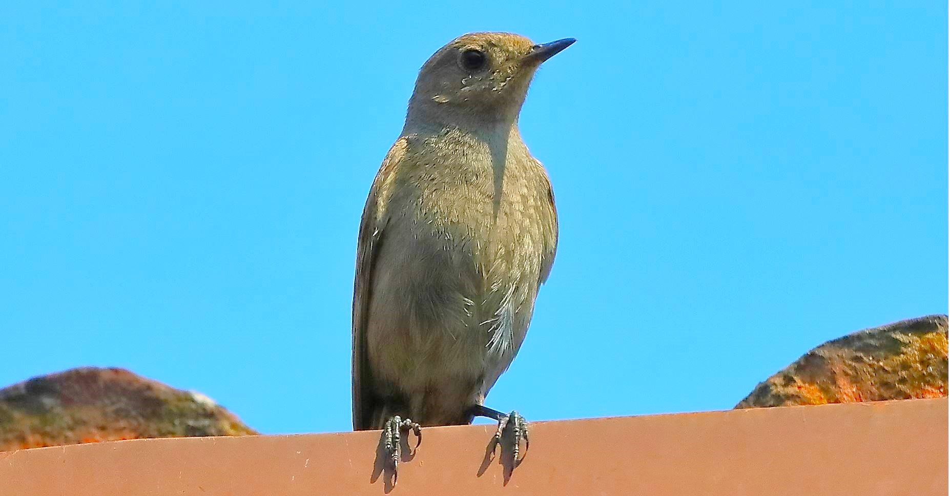 Codirosso 01-06-2023