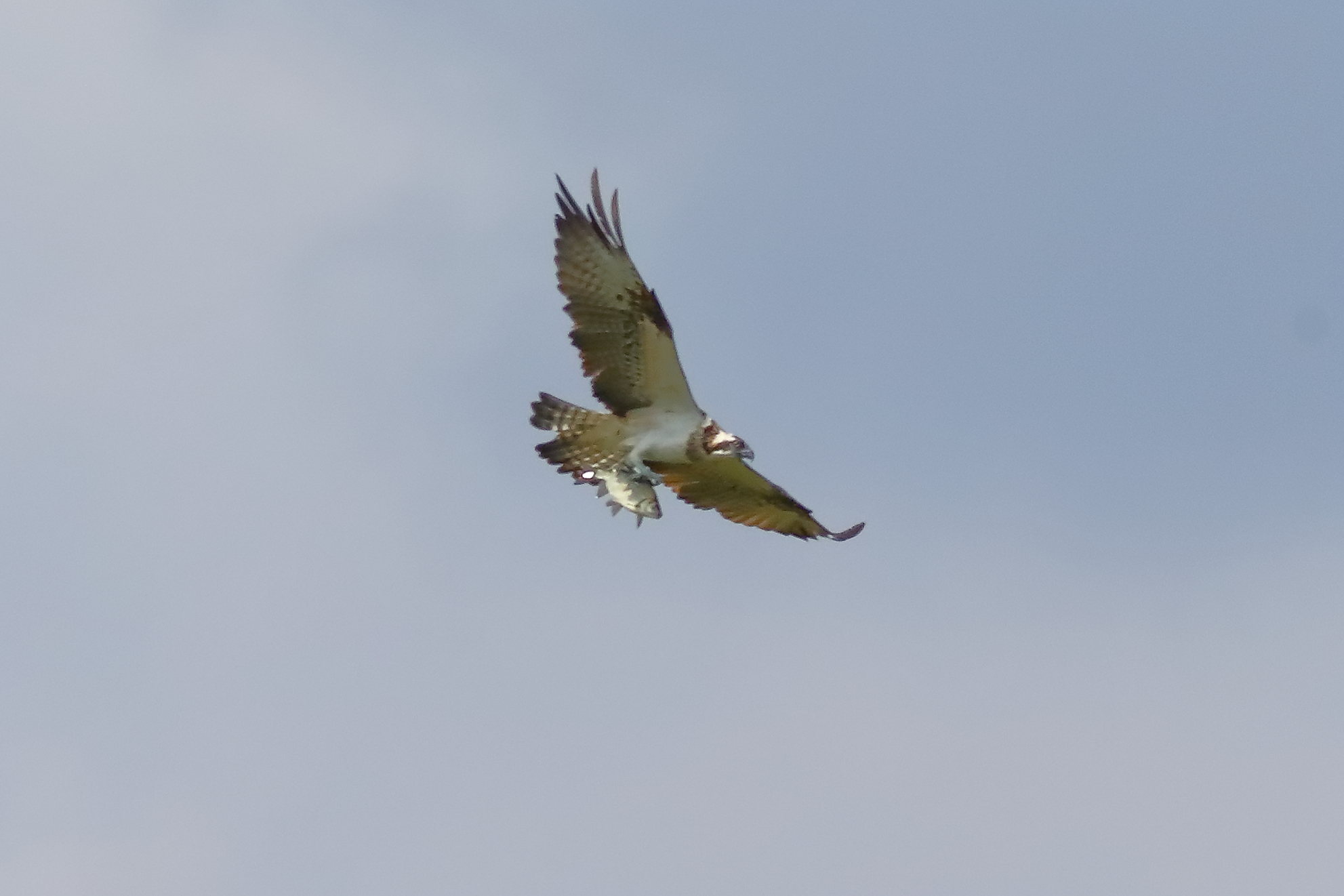 Osprey 01-09-2023 - 515