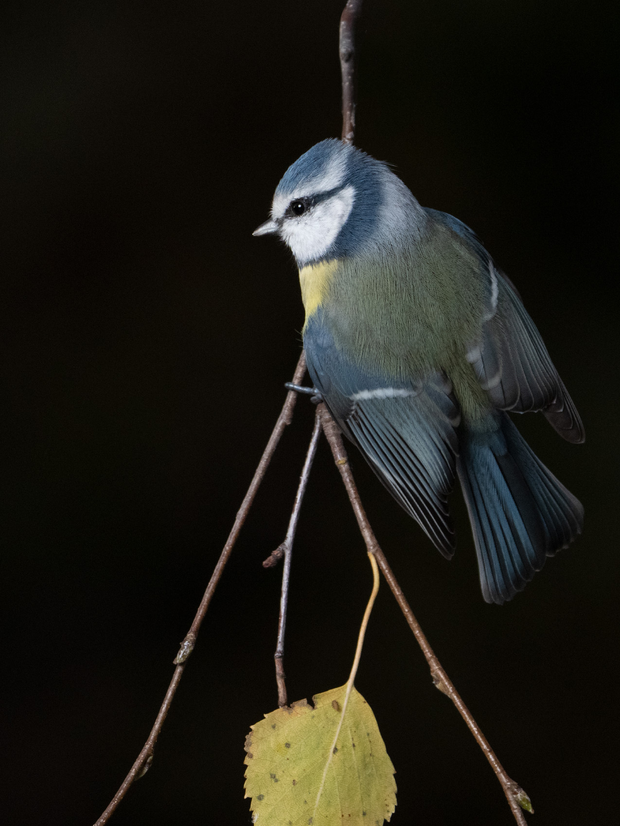 Eurasian blue tit