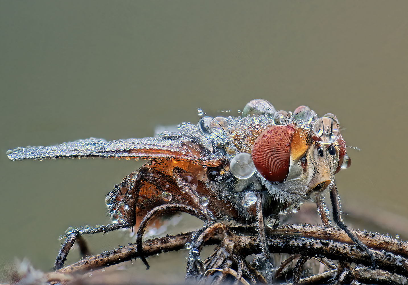 Ectophasia crassipennis, an old friend