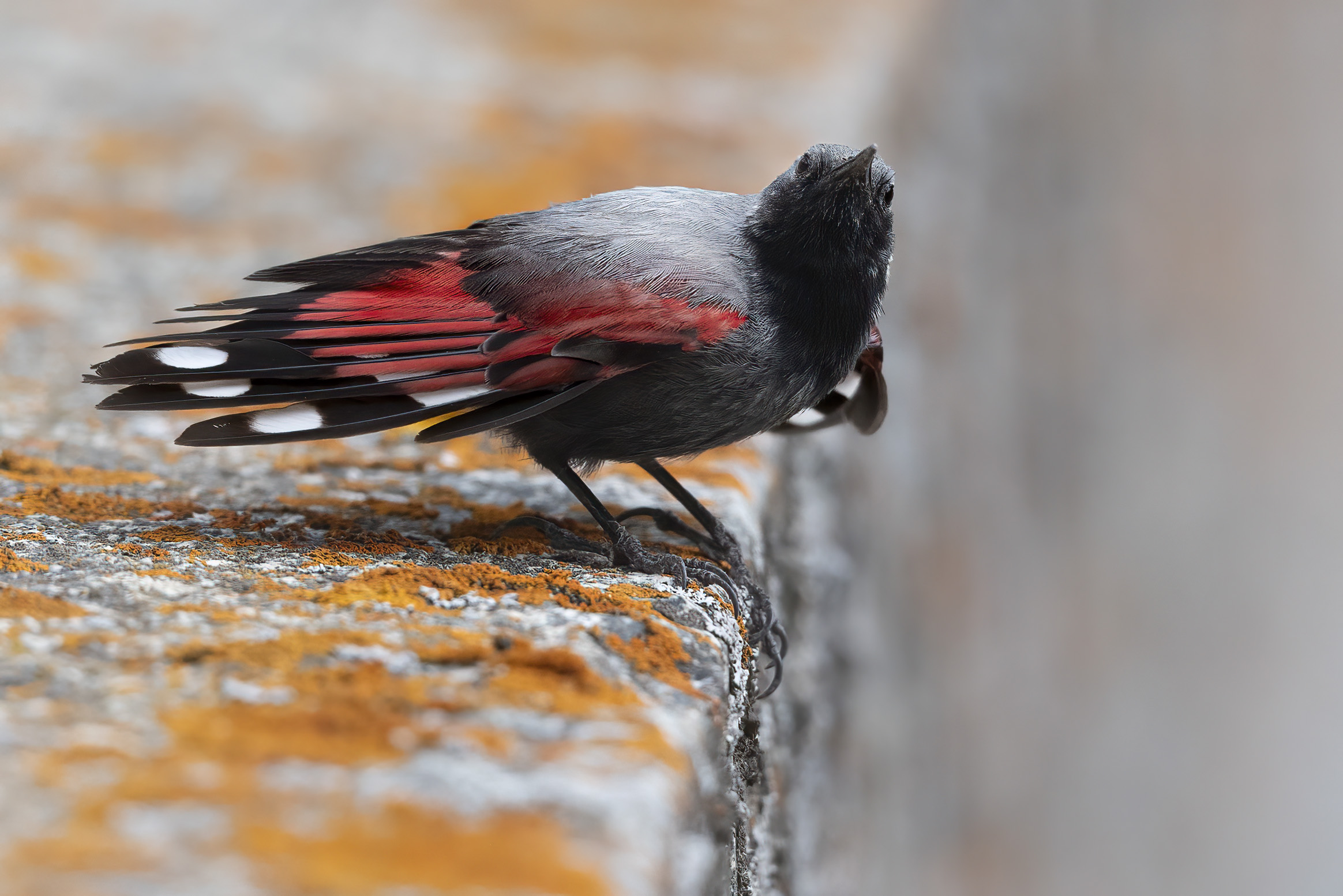 a me piace l'abisso, picchio muraiolo