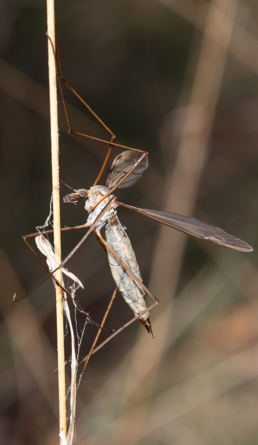 Mountain Tipula