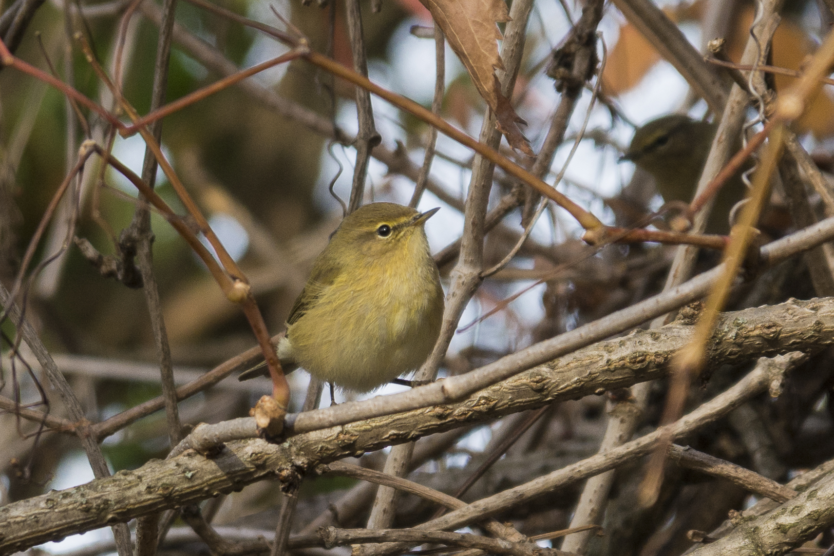 Chiffchaff
