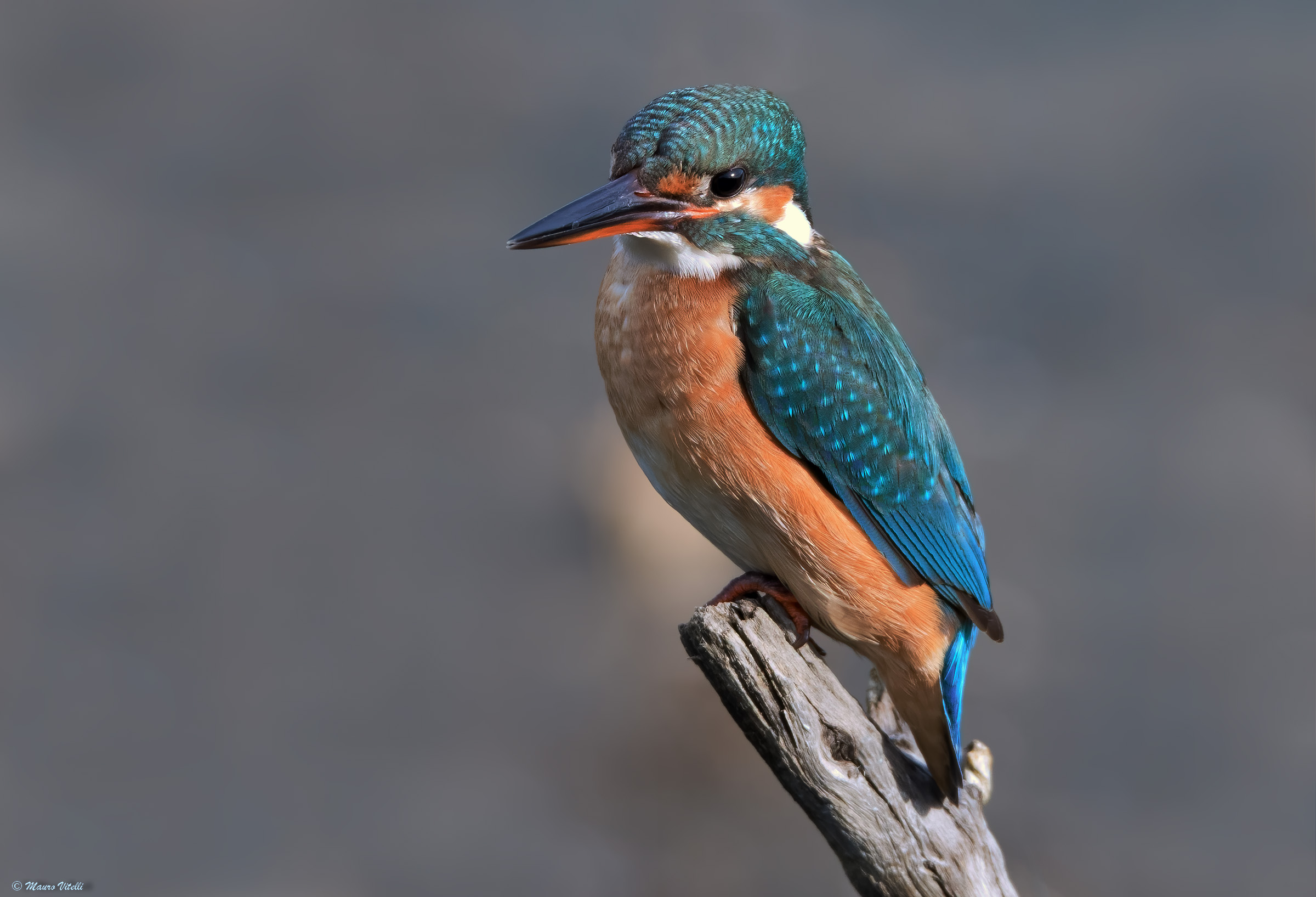 Kingfisher (Alcedo atthis)