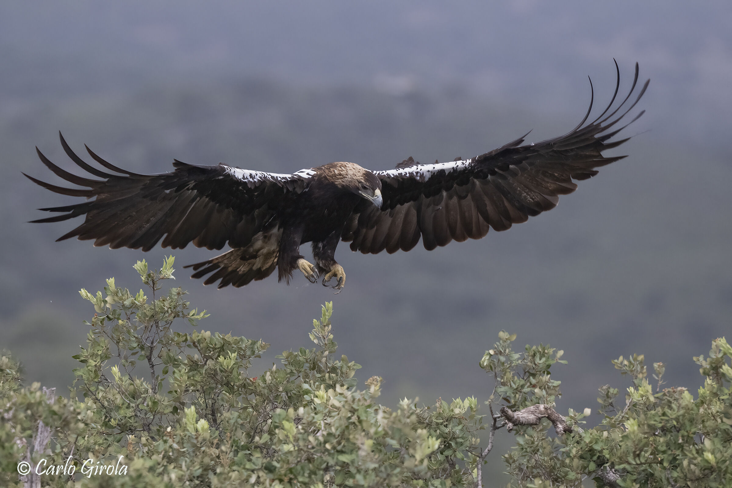 Imperial Eagle (Aquila adalberti)