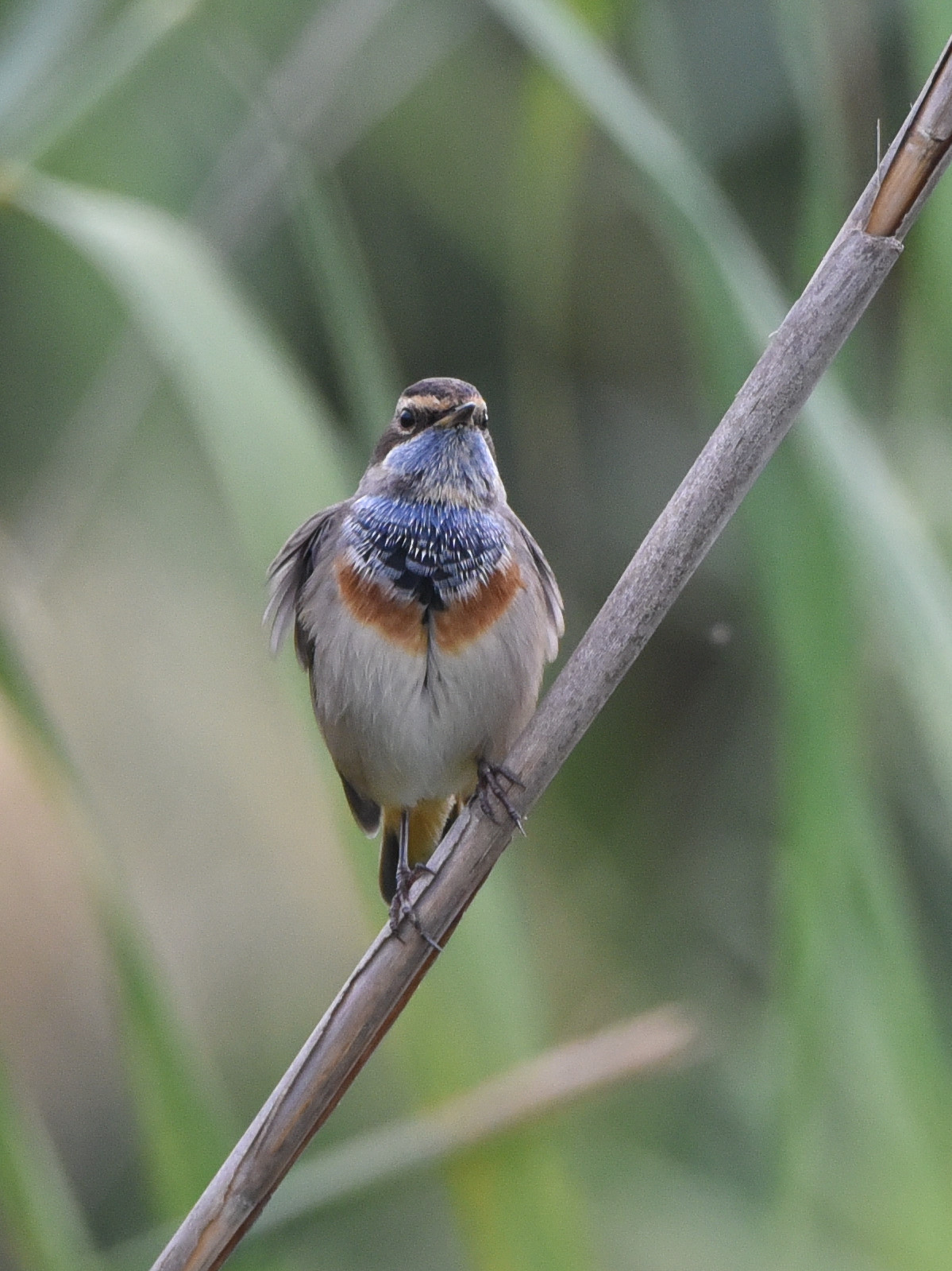 Bluethroat