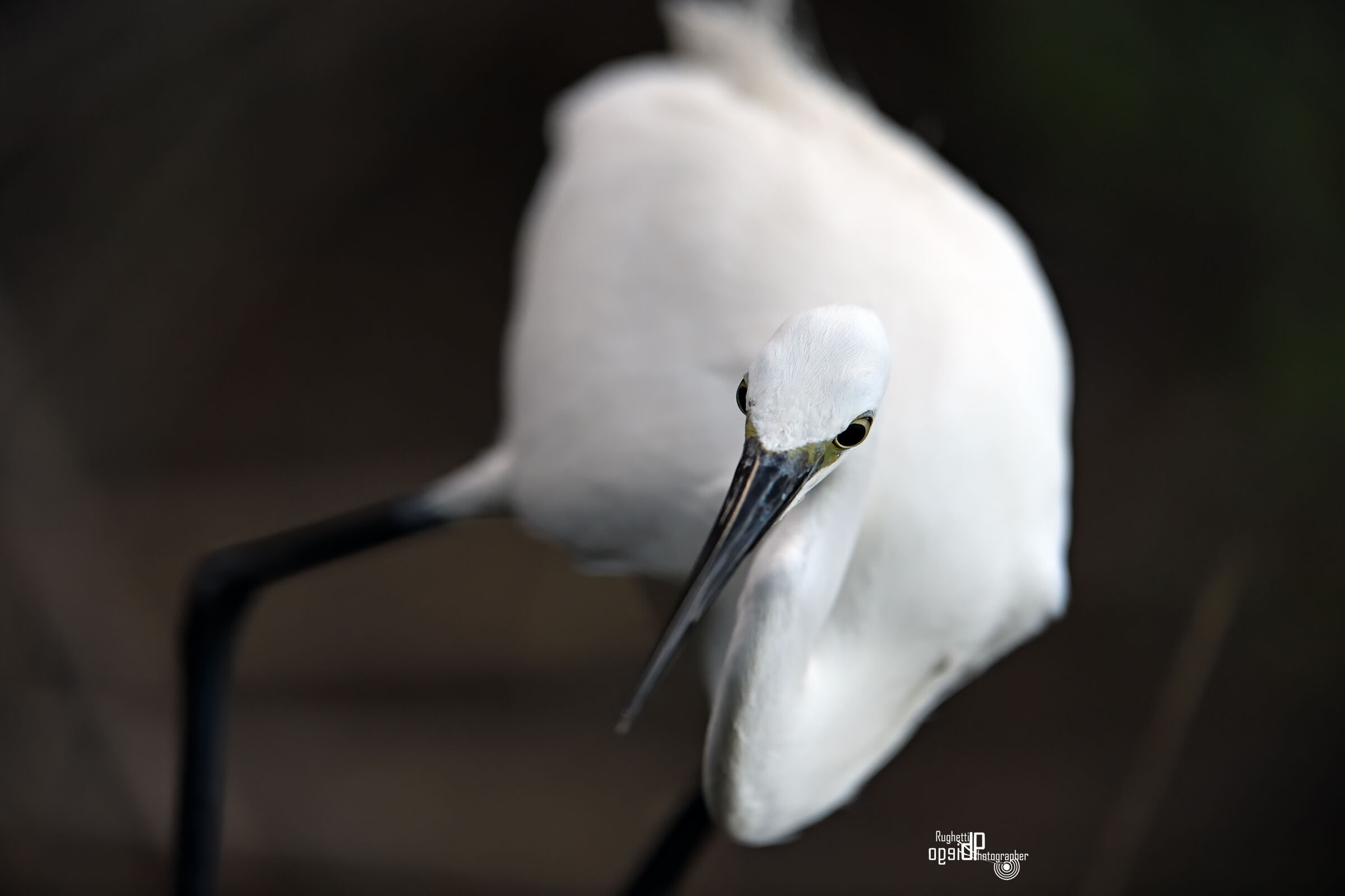 Egret